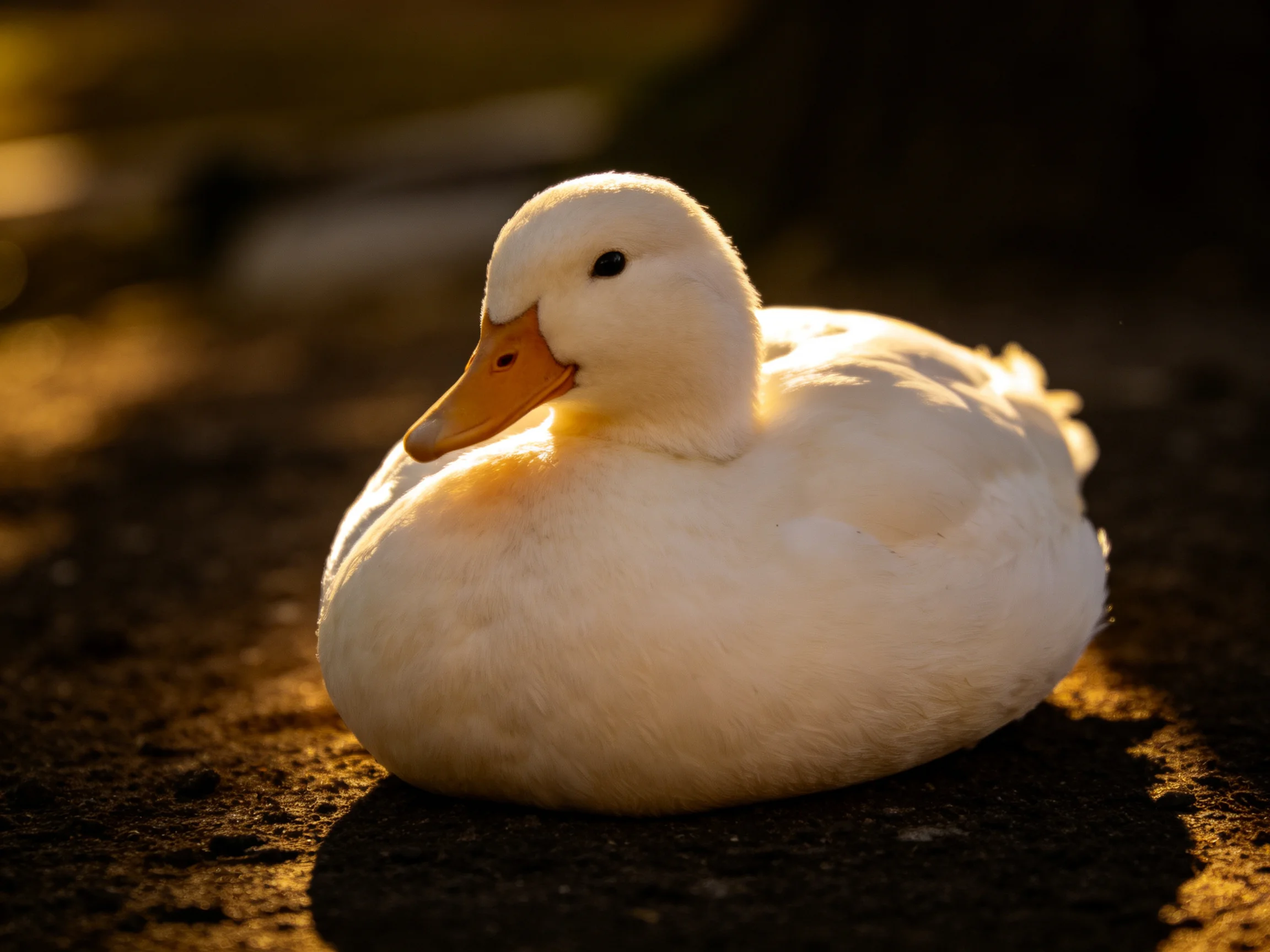 A fluffy white duck resting on a dark surface with golden sunlight
