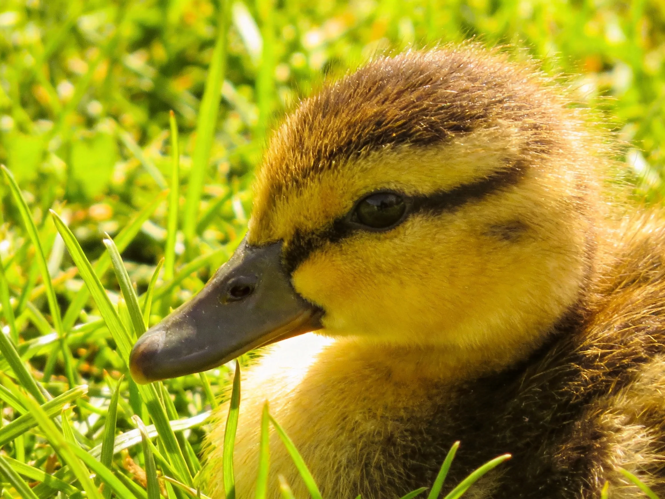 A fluffy yellow-brown duckling resting among vibrant green grass