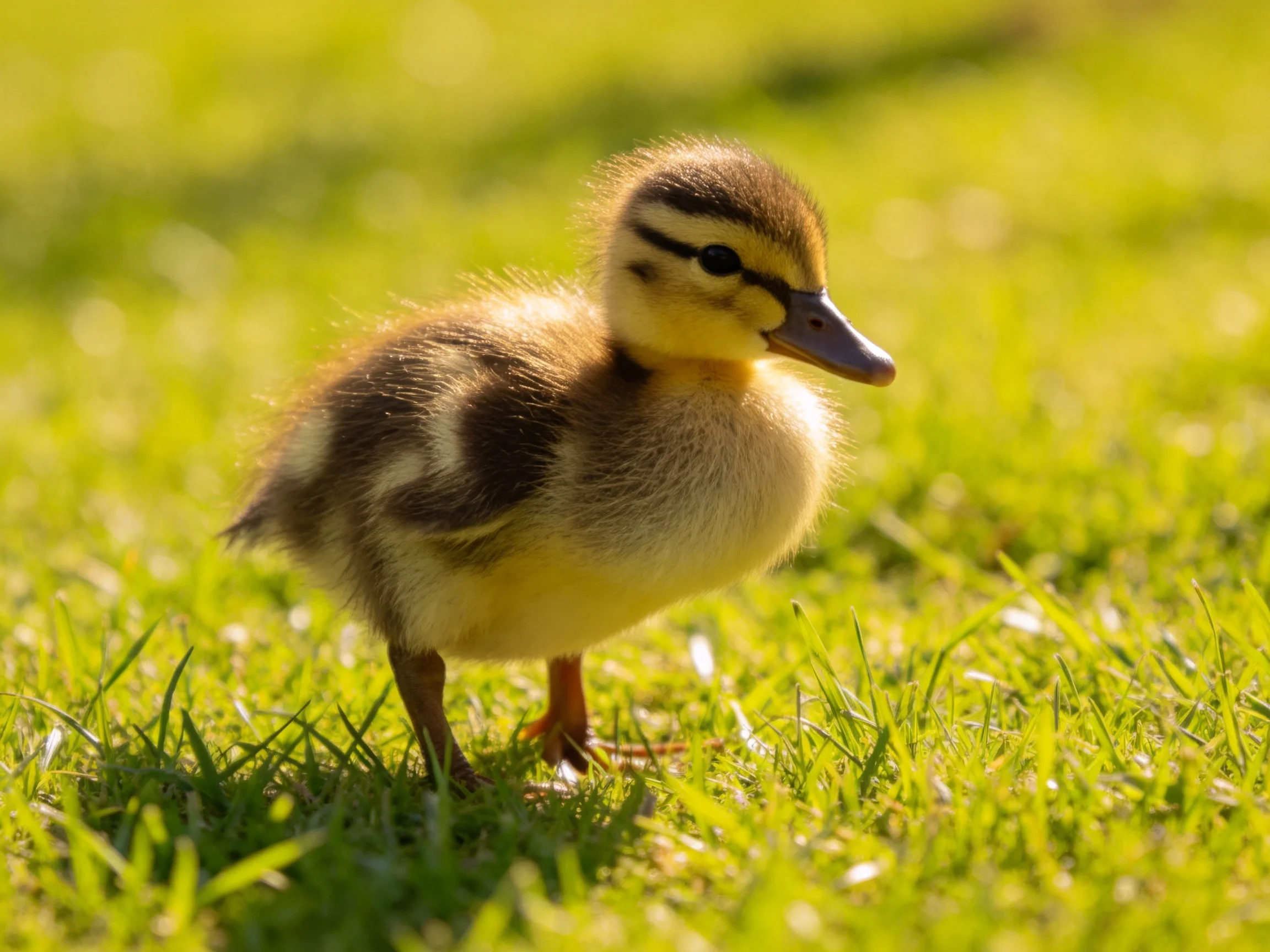 A fluffy yellow-brown duckling standing on bright green grass