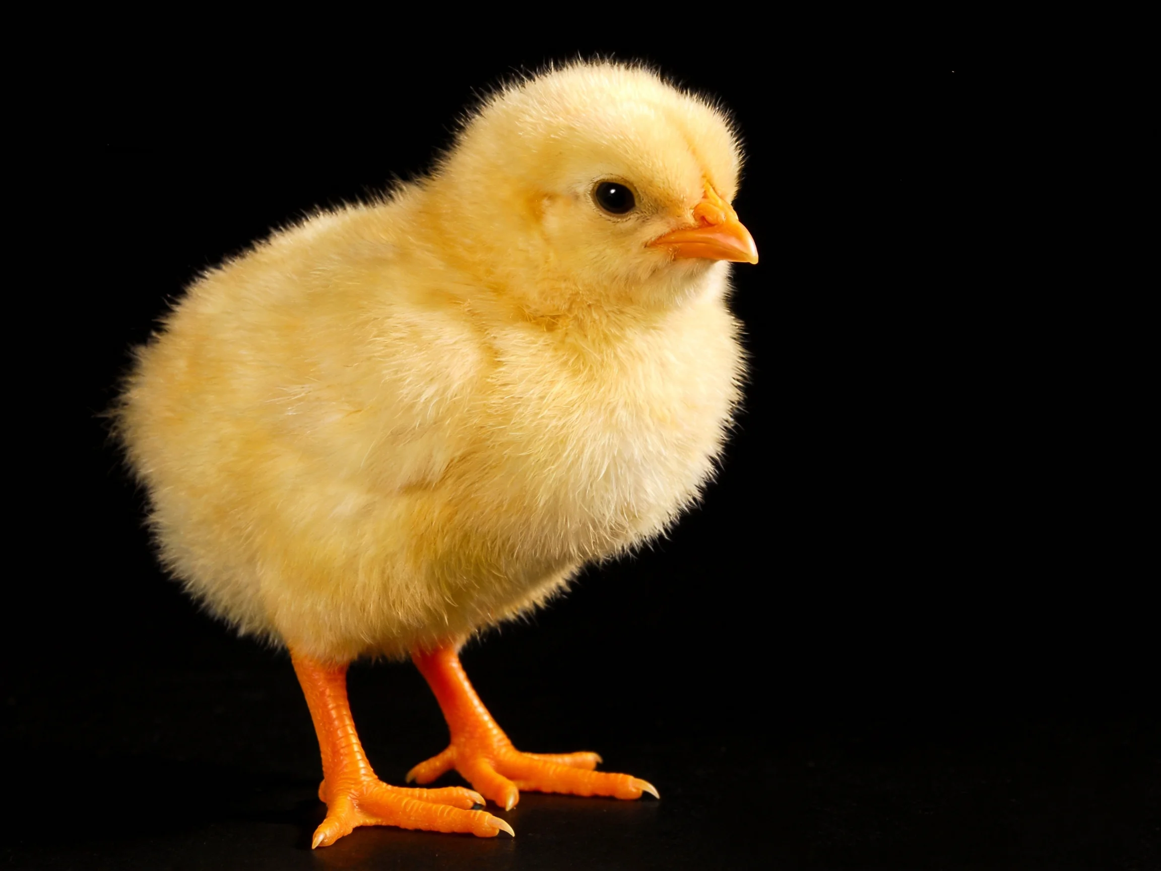 A fluffy yellow chick standing against a solid black background