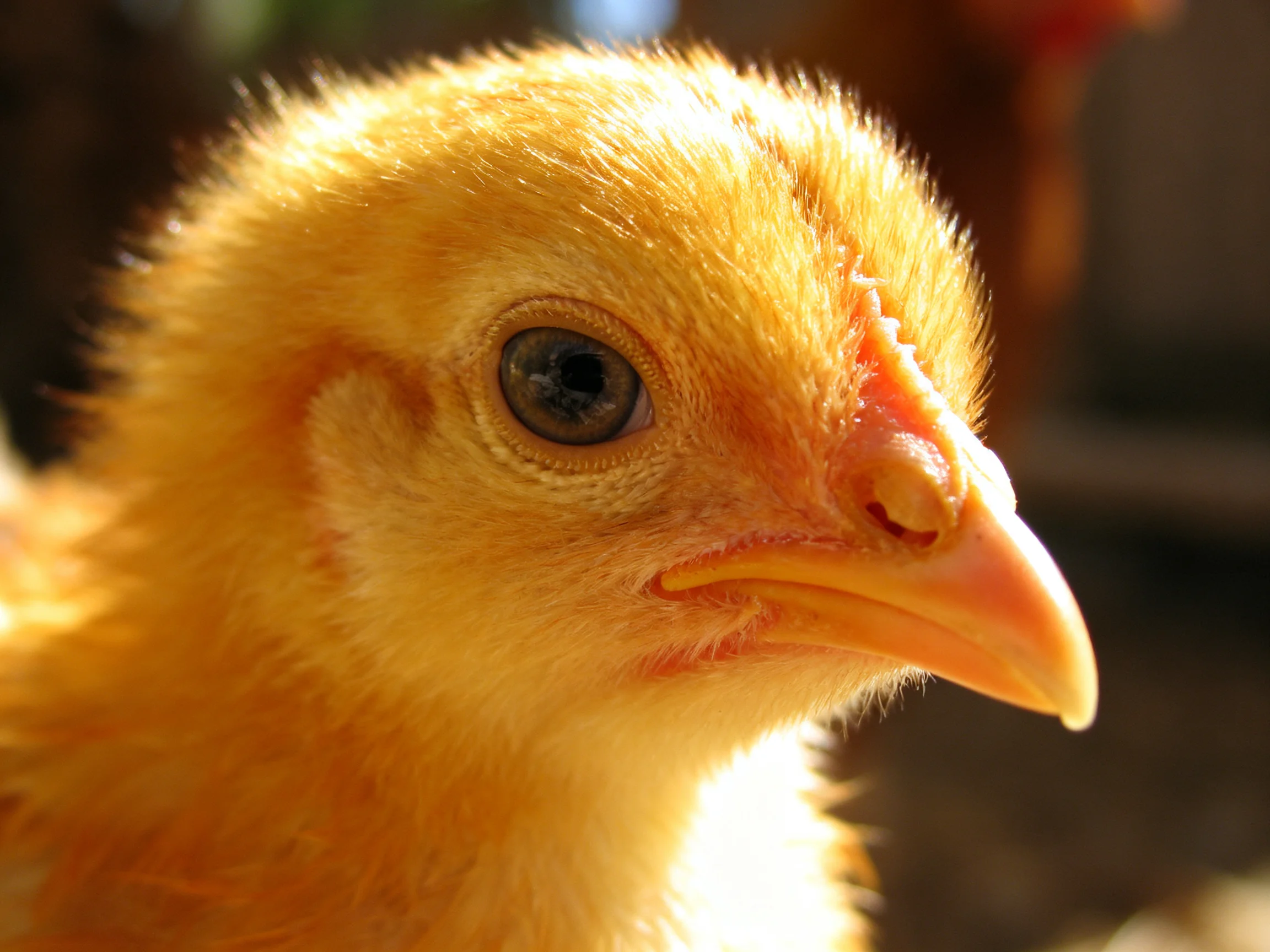 A fluffy yellow chick with an orange beak in warm natural light