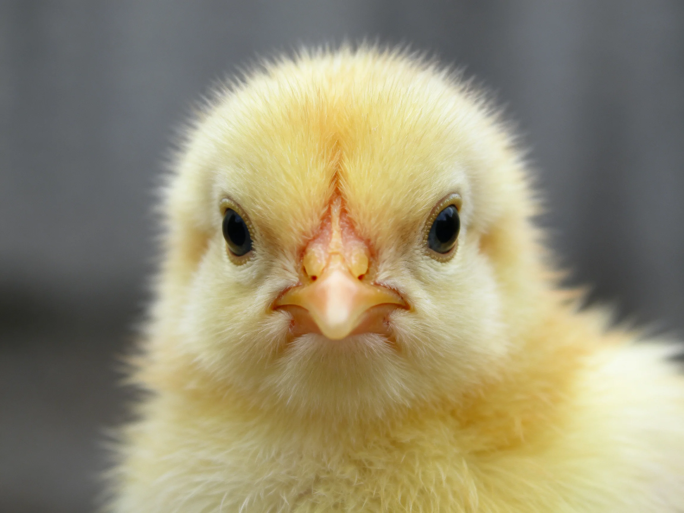 A fluffy yellow chick with soft downy feathers and bright eyes