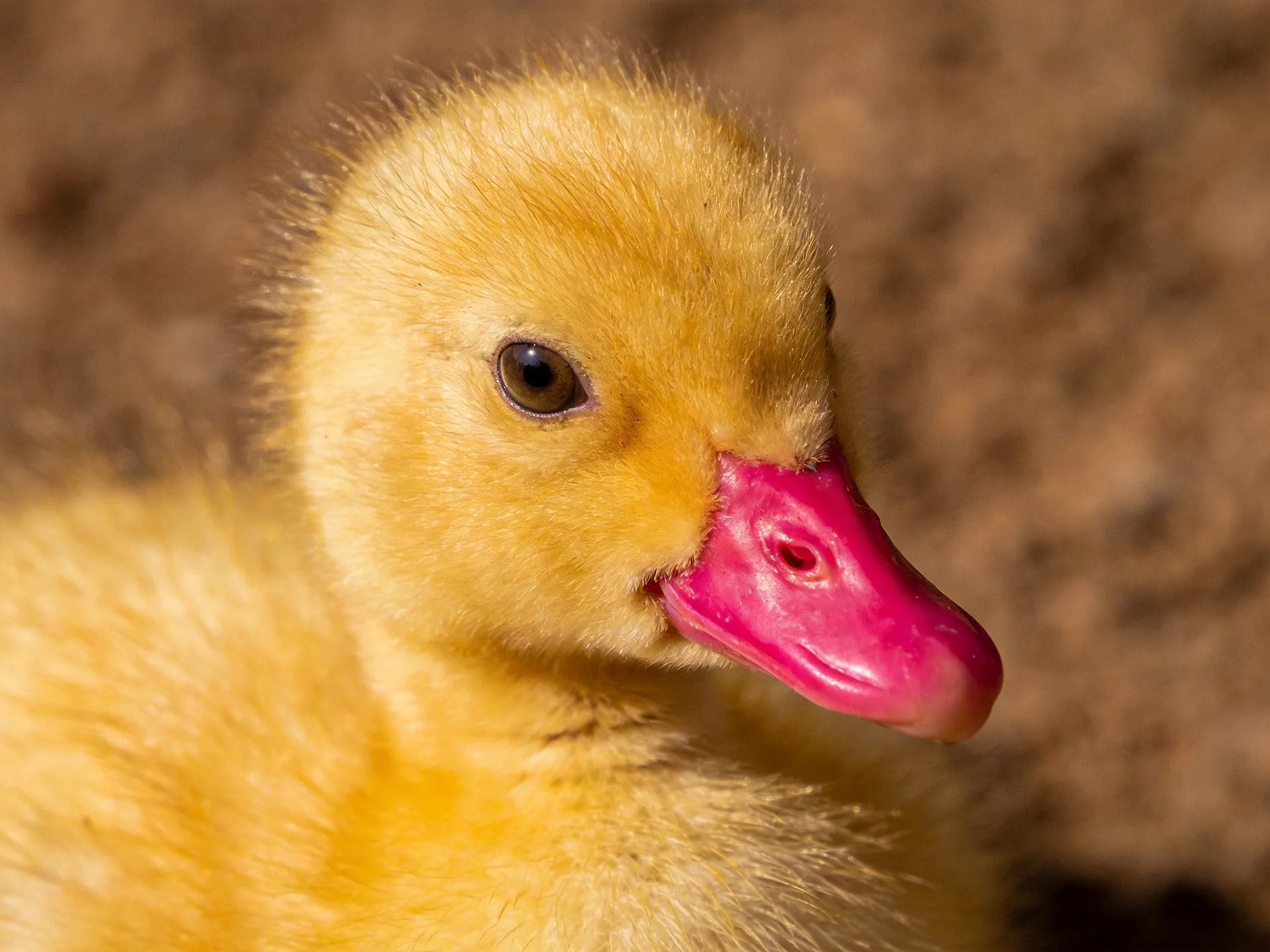 A fluffy young yellow duckling with a bright pink beak