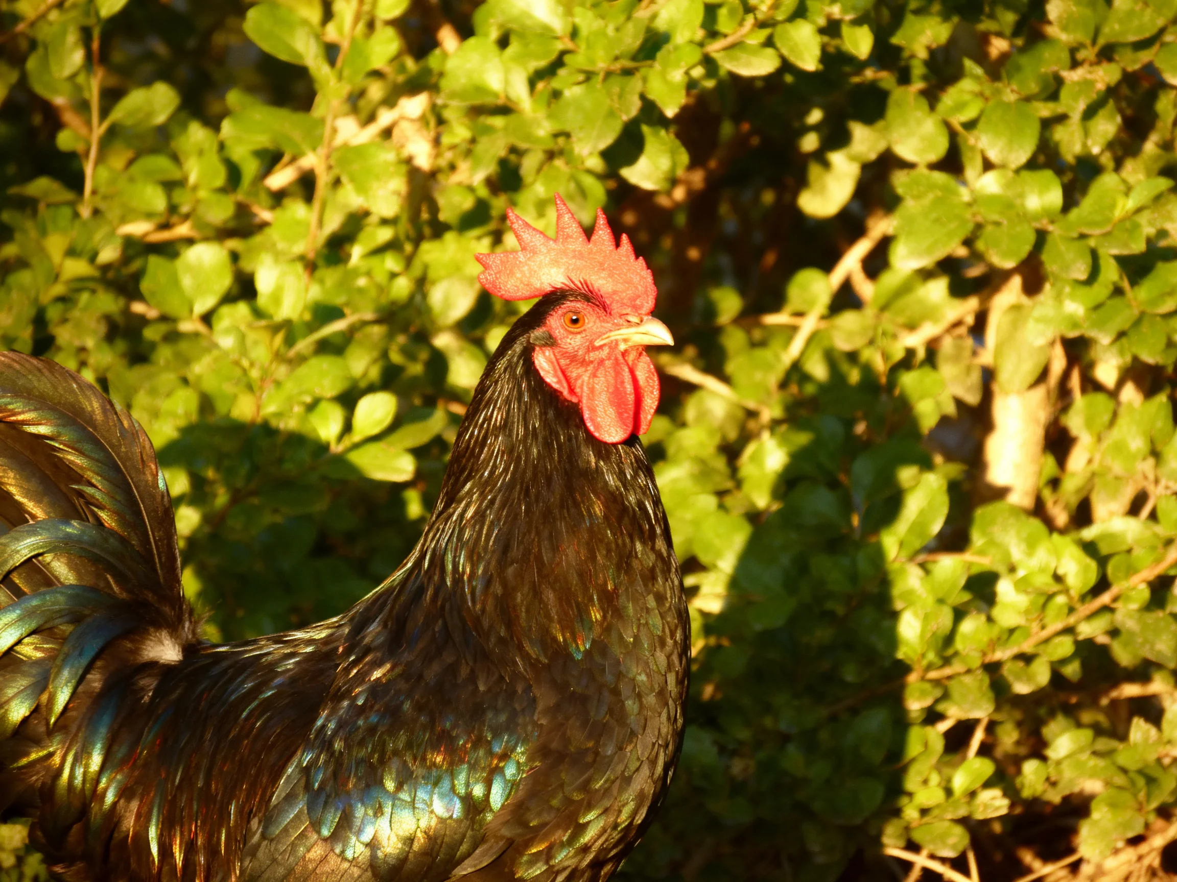 A glossy black rooster with bright red comb amid green foliage