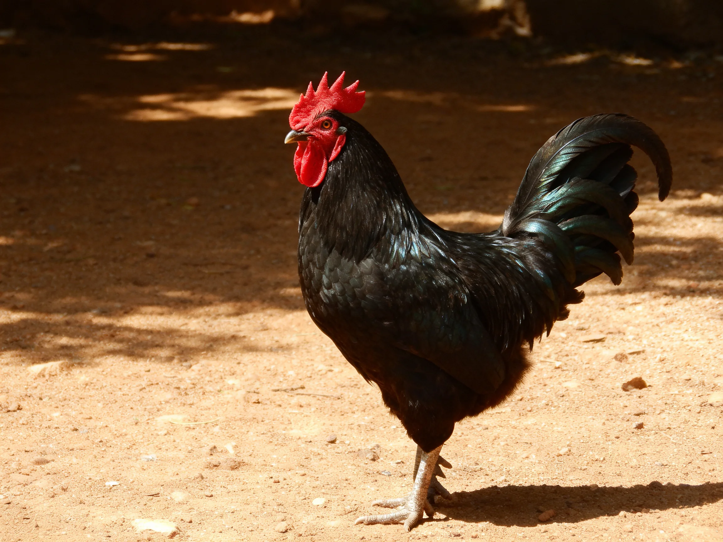 A glossy black rooster with bright red comb on sandy terrain