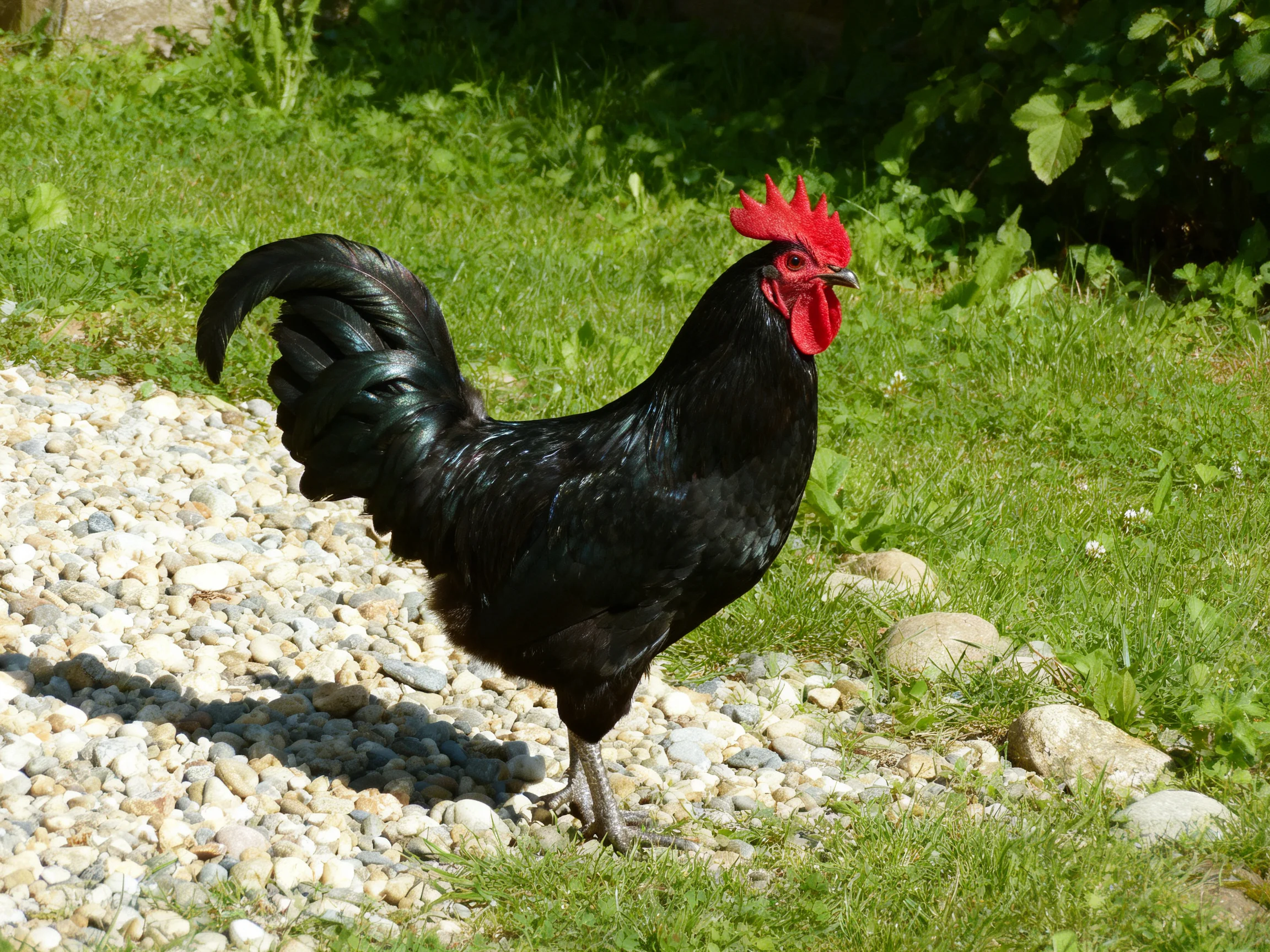 A glossy black rooster with bright red comb stands near gravel and greenery