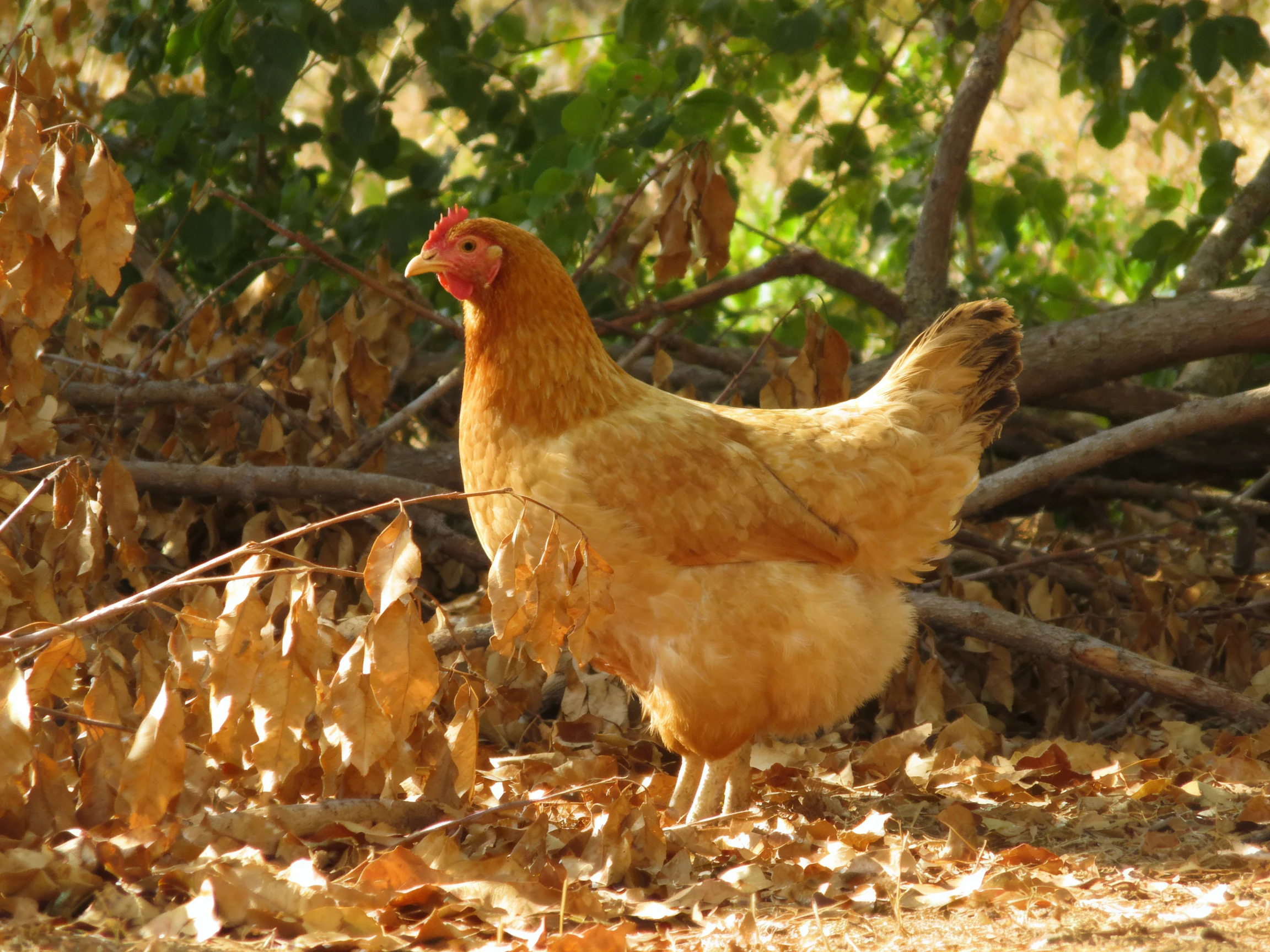 A golden-brown hen stands amid dry autumn leaves and green foliage