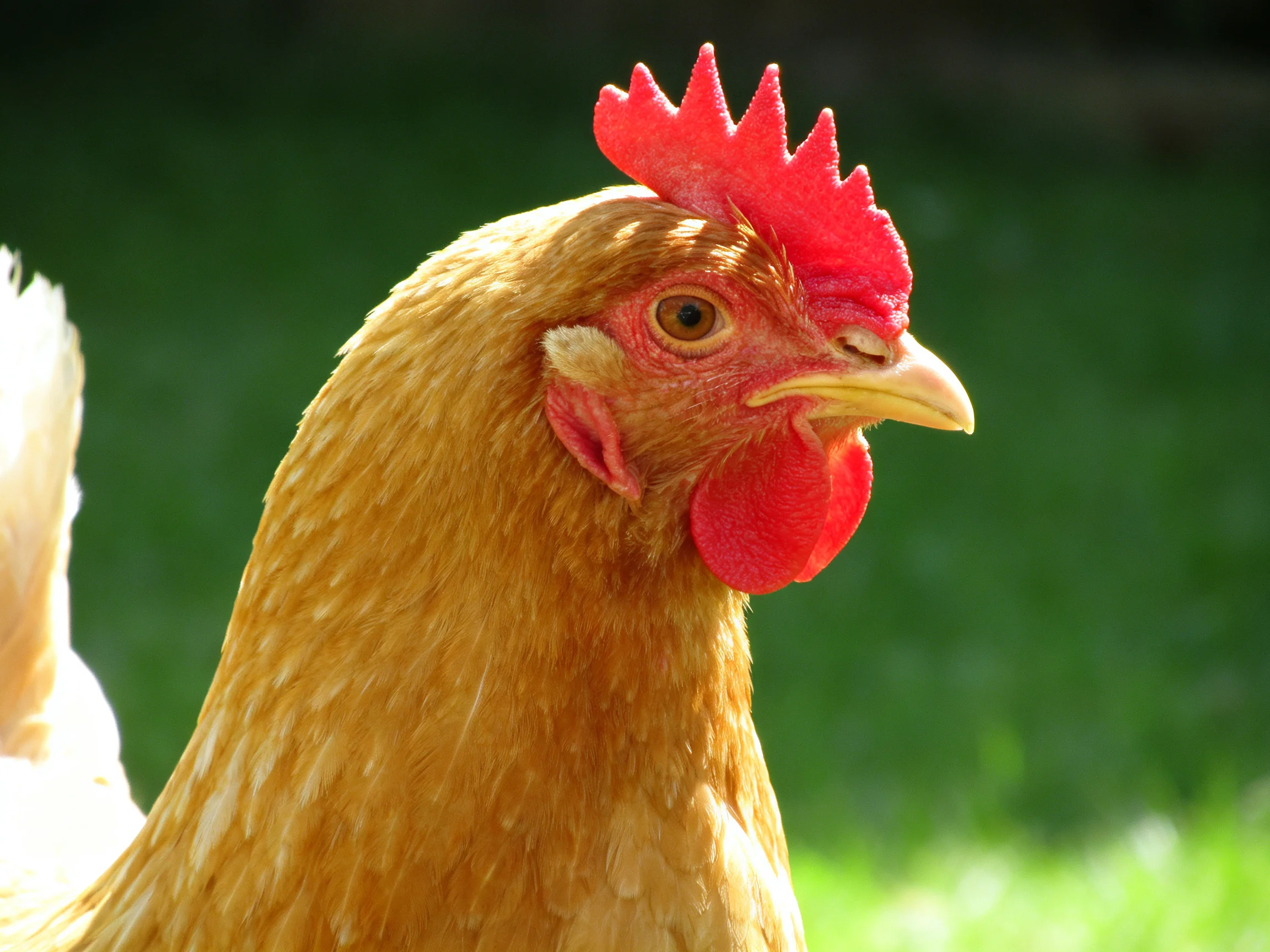 A golden-brown hen with red comb and wattle is shown in an outdoor setting.