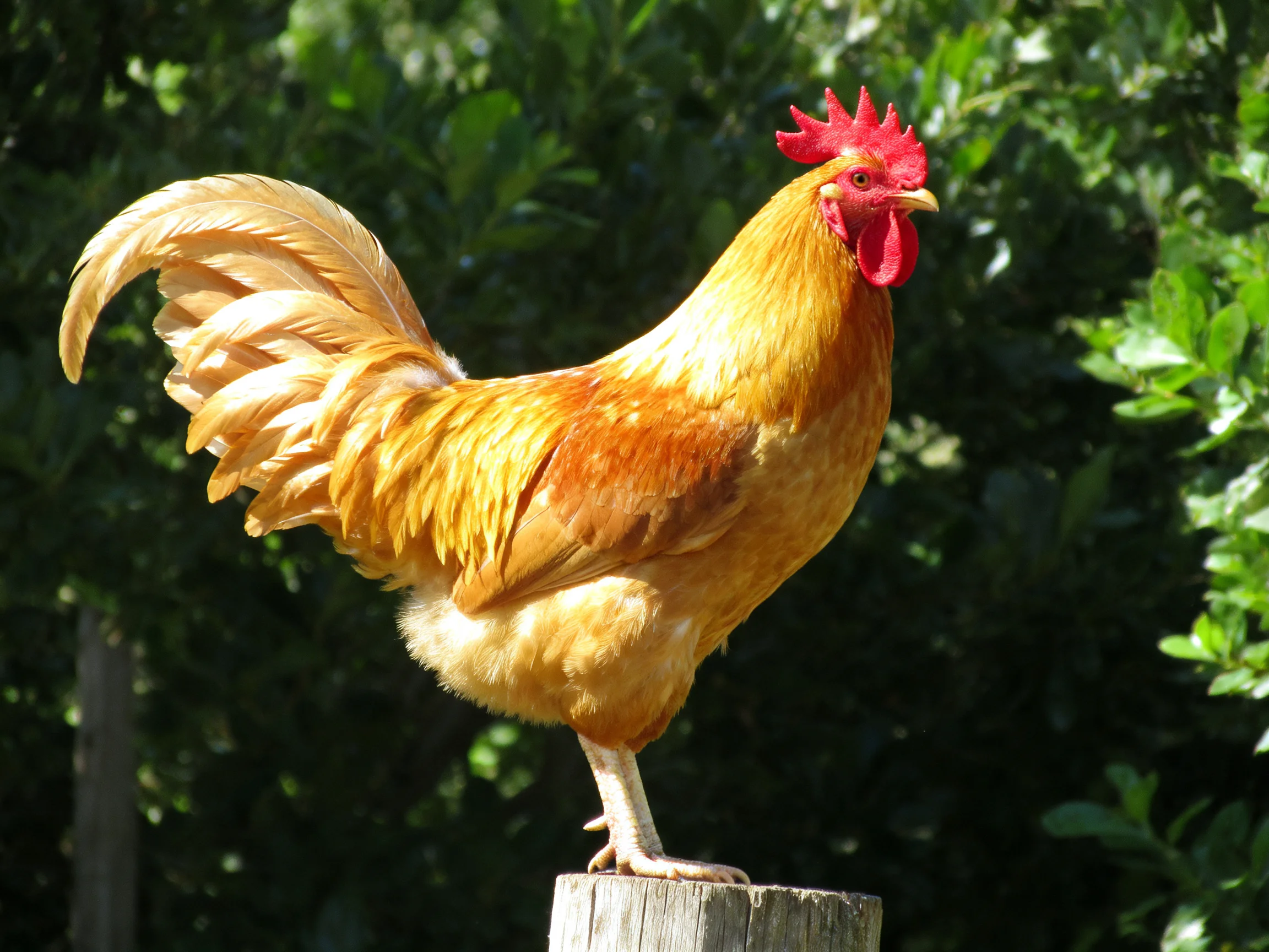A golden-brown rooster with a vibrant red comb stands on a wooden post