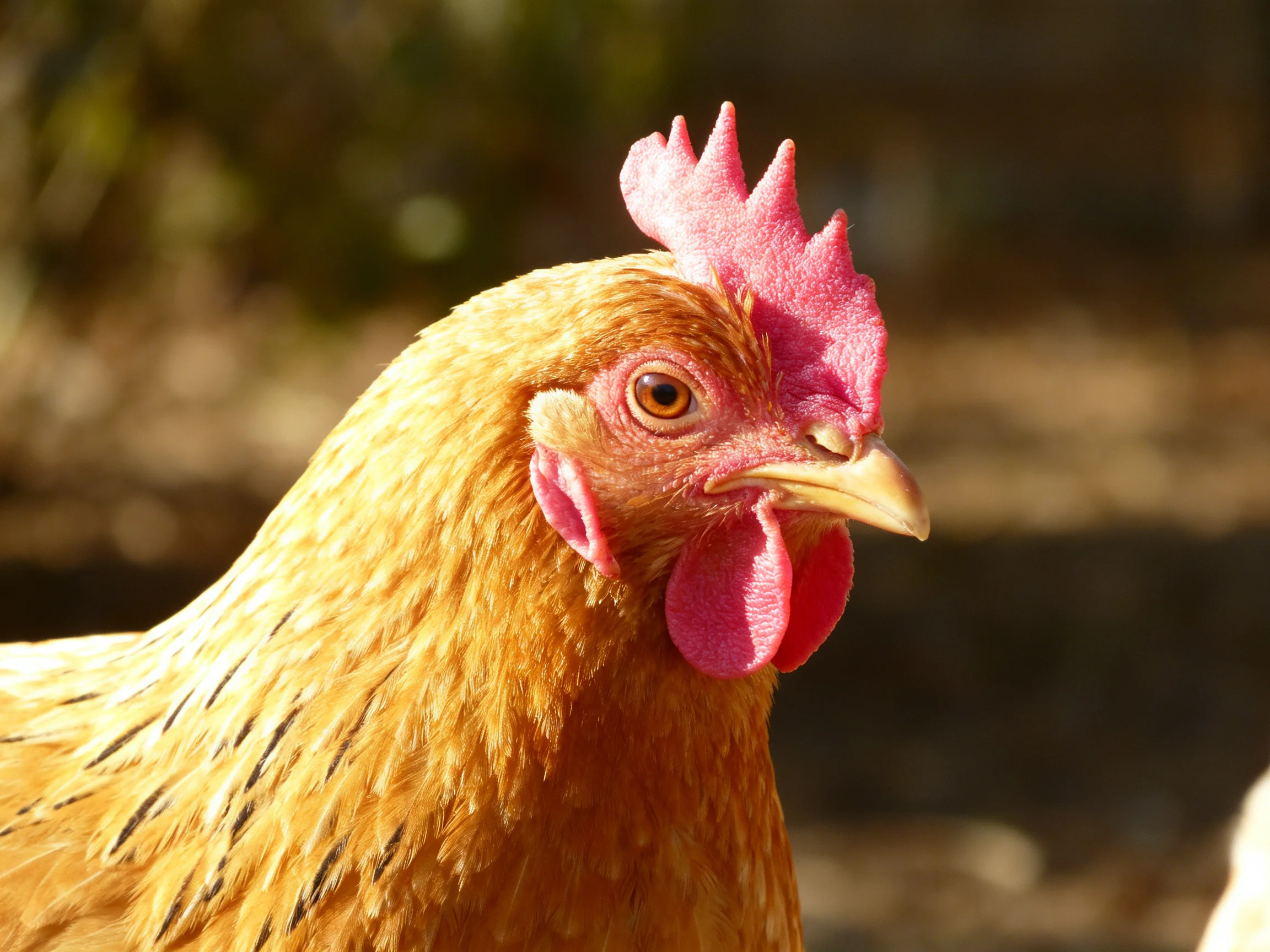 A golden-feathered hen with vibrant pink comb and wattle