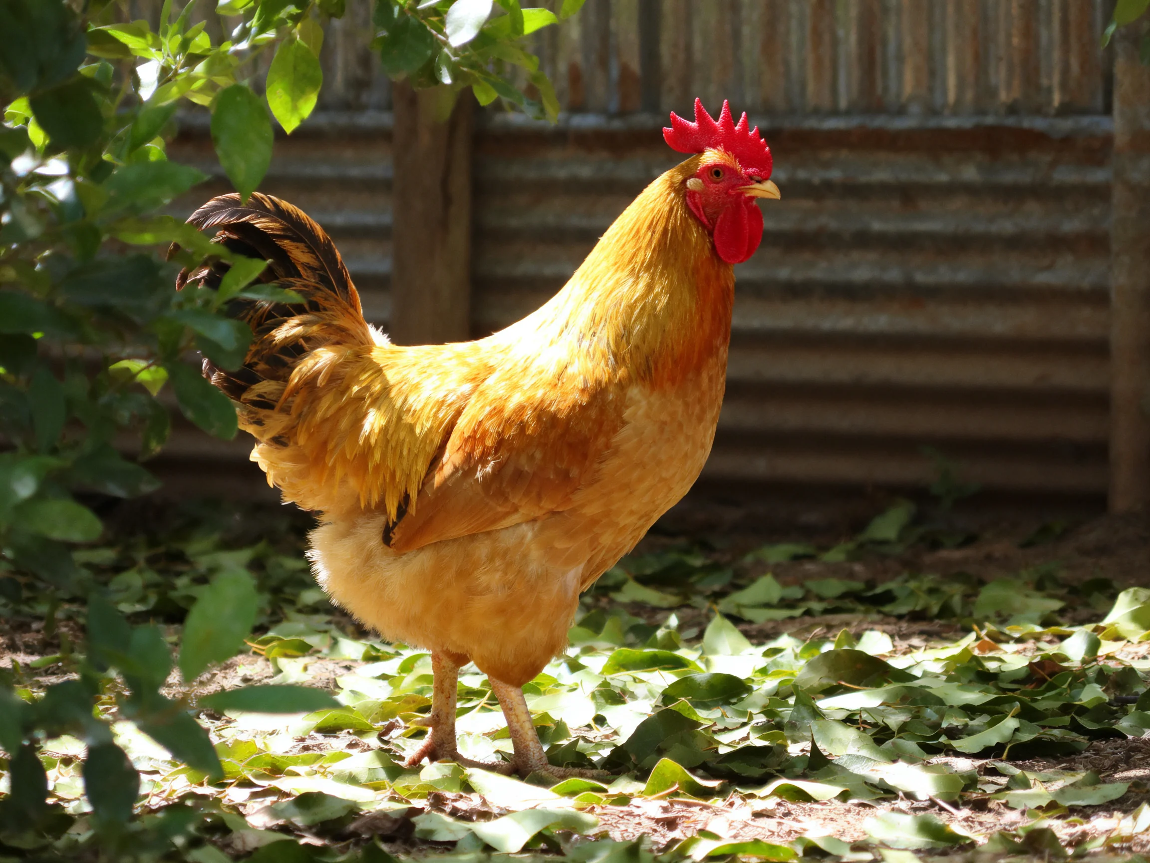A rooster with a red comb stands on leaf-strewn ground next to a metal fence.