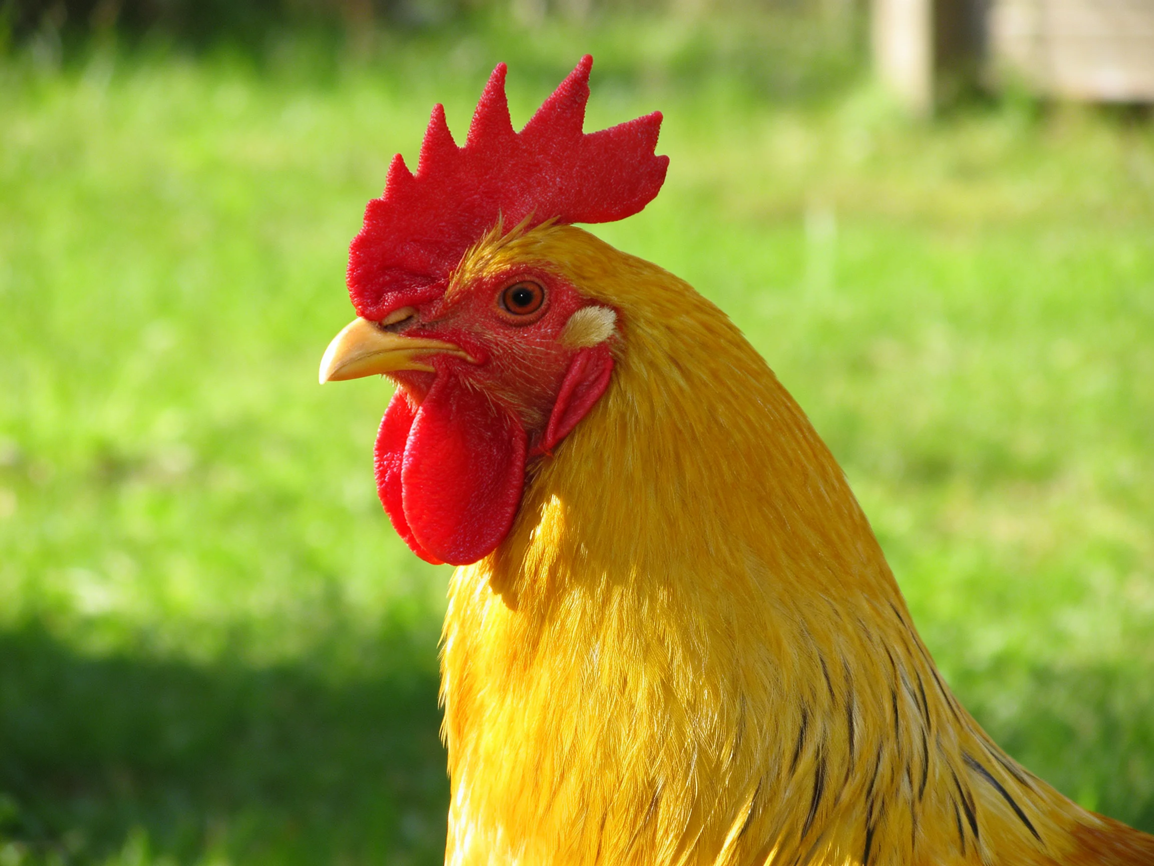 A golden rooster with vibrant red comb and wattles in a green outdoor setting