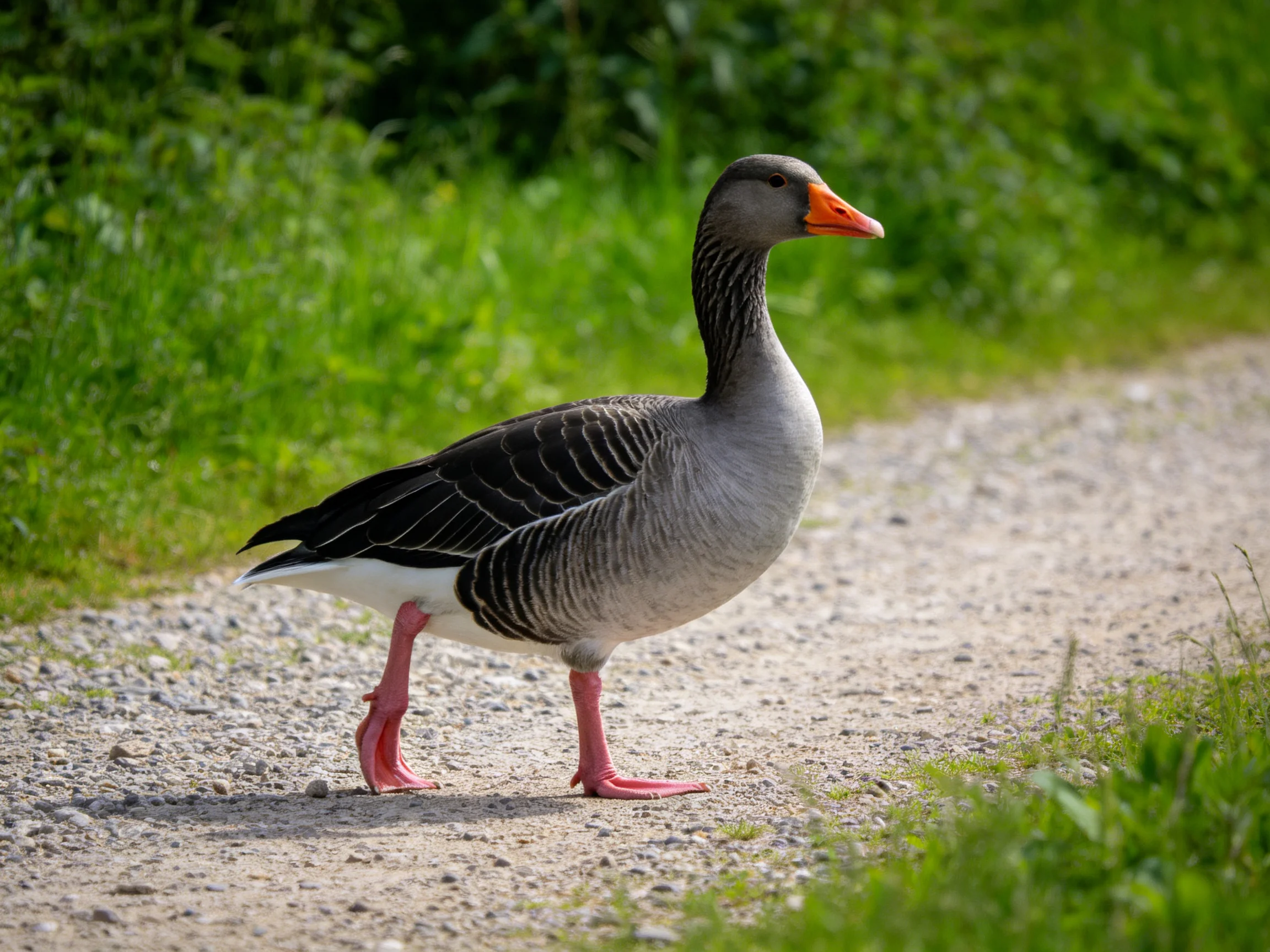 A gray and black goose with an orange beak walks on a gravel path near lush greenery