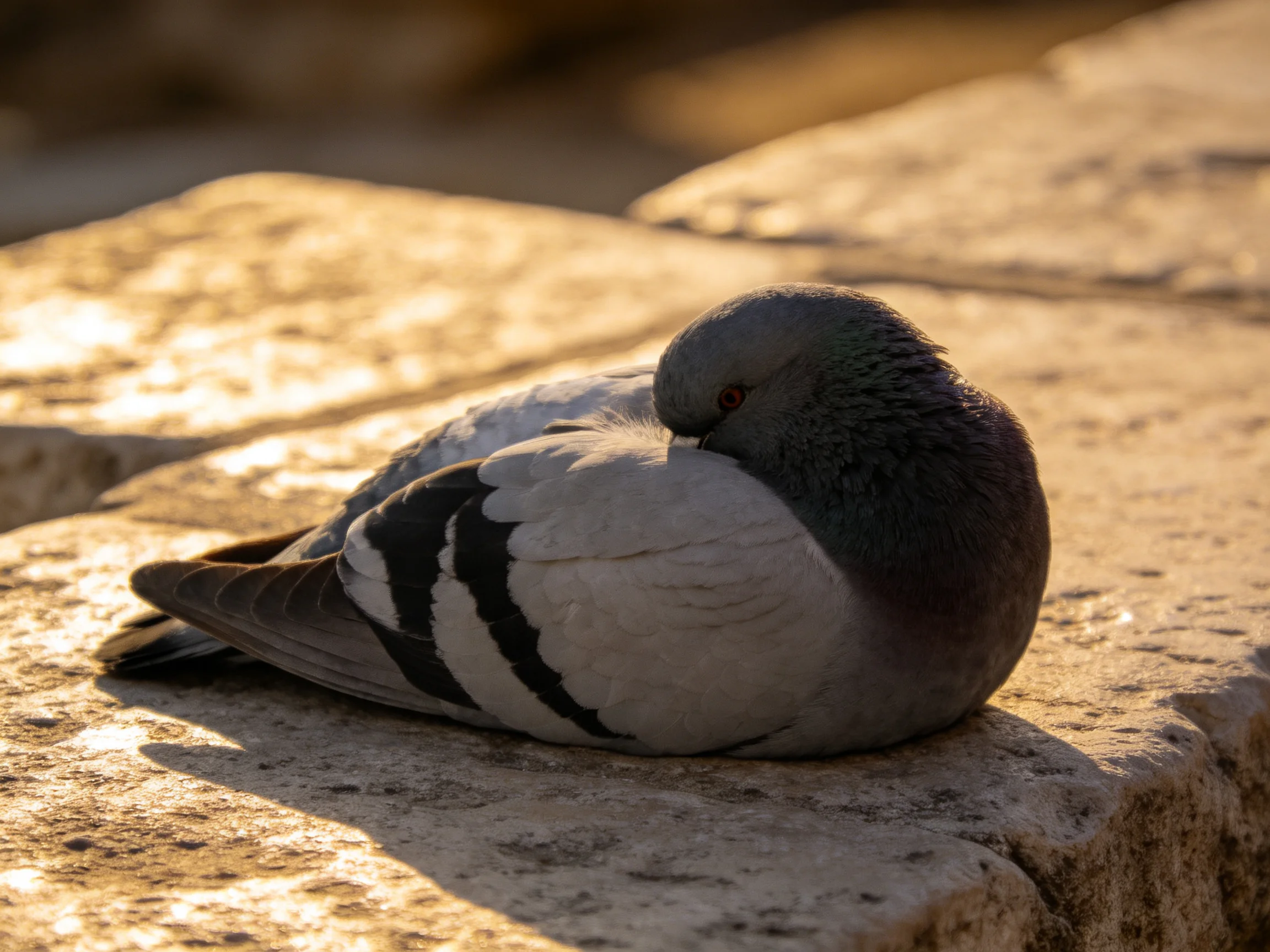 A gray and black pigeon rests on sunlit stone surfaces