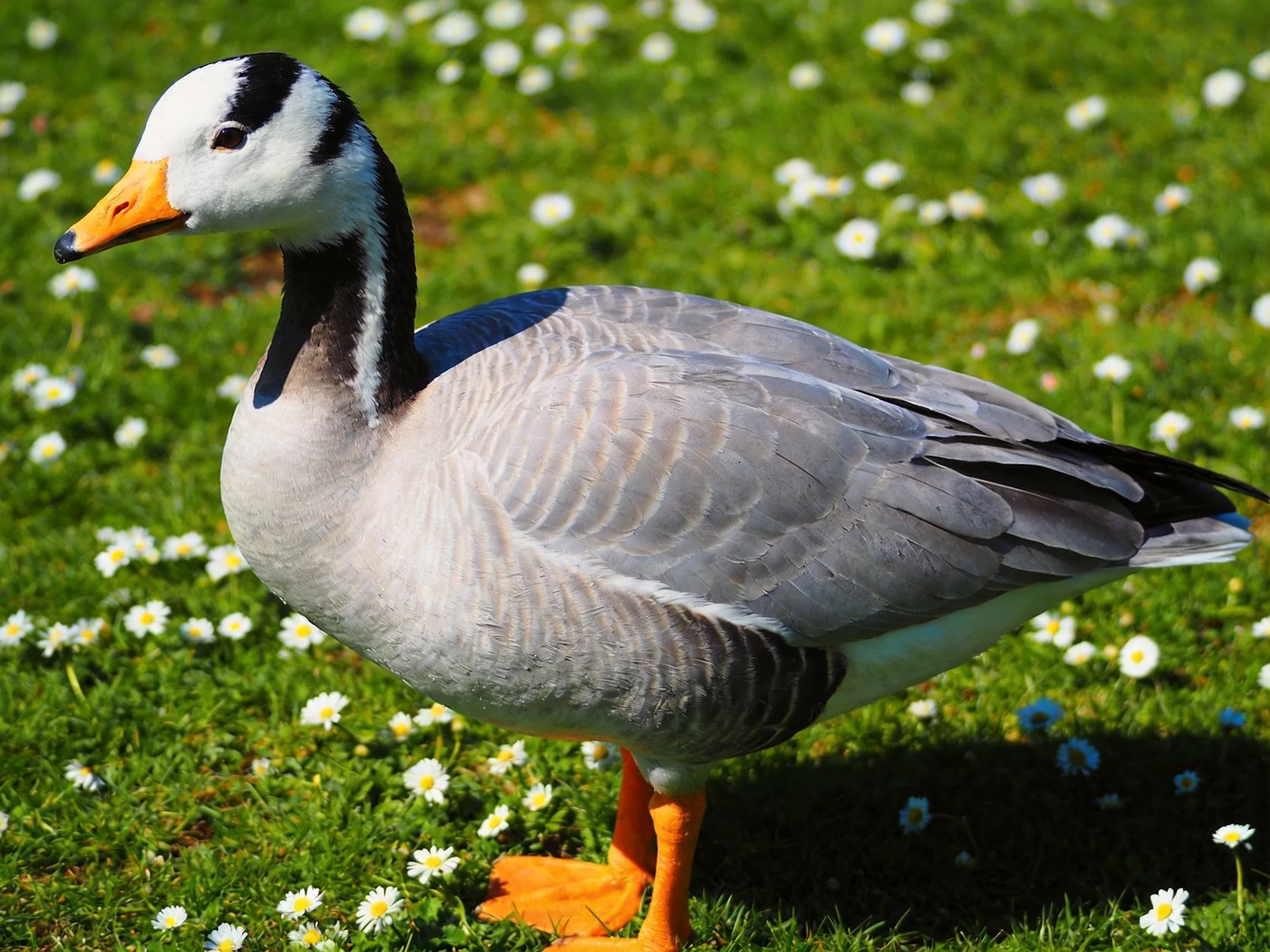 A gray-barred goose on a flower-speckled green meadow