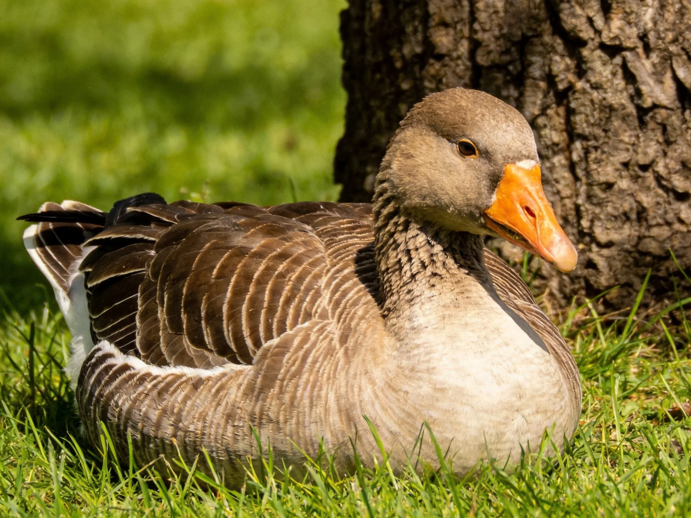 A gray-brown goose rests beside a tree trunk on lush green grass