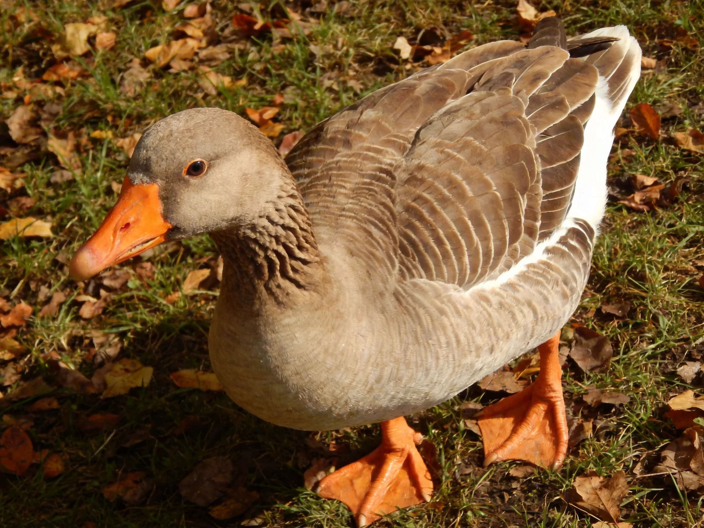 A gray-brown goose with an orange beak and feet on leaf-covered grass