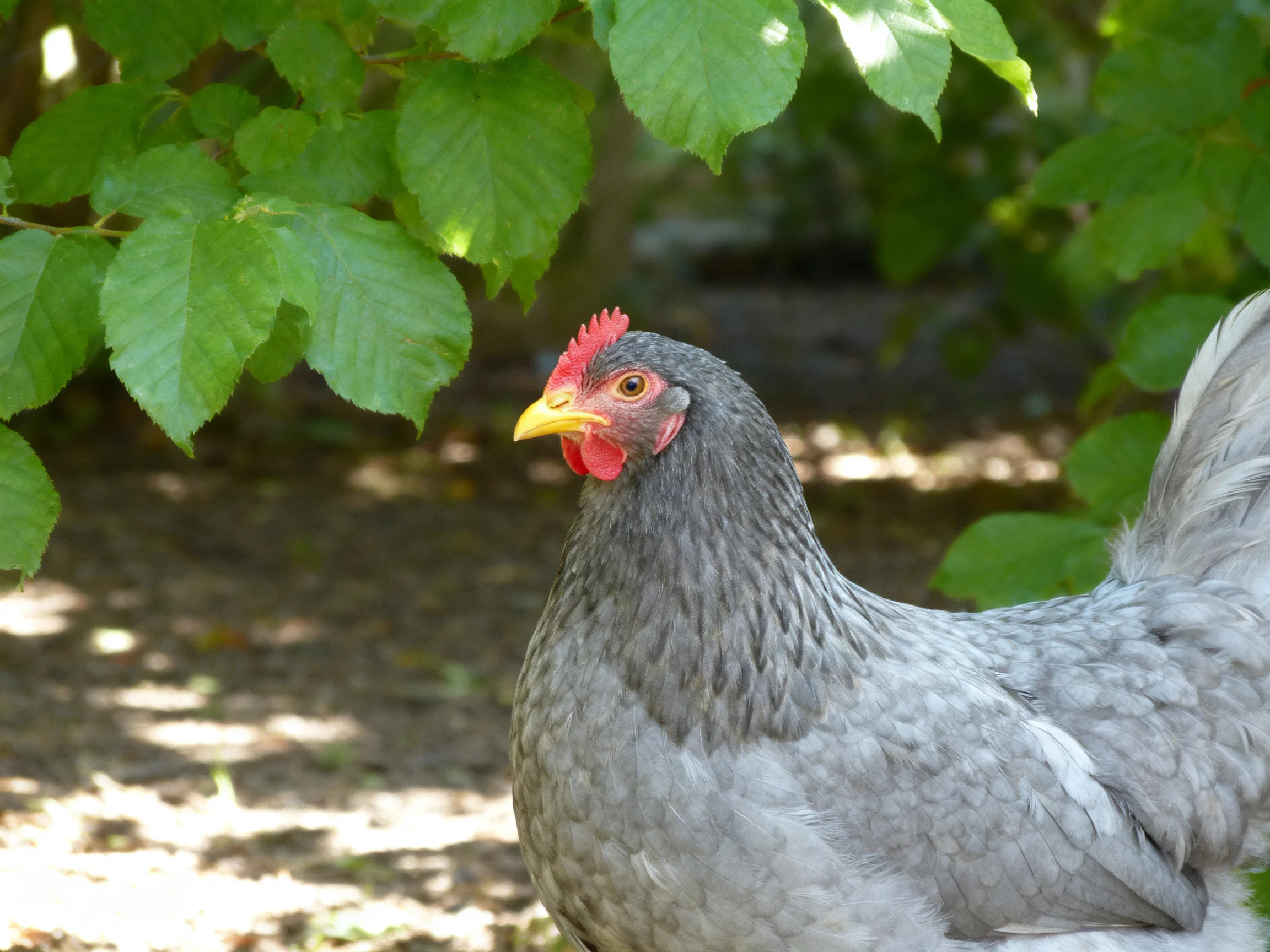 A gray chicken with a red comb near lush green foliage