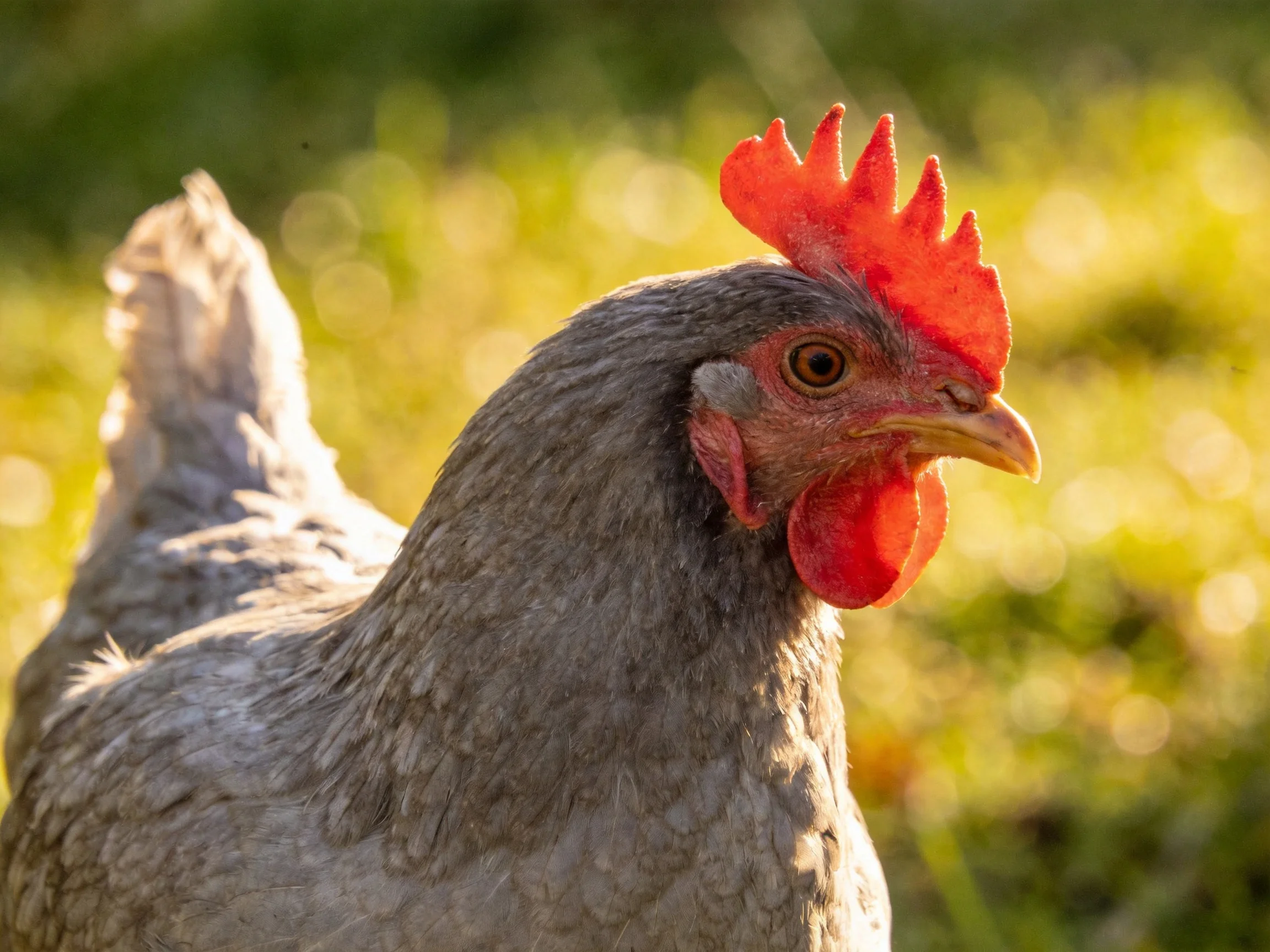 A gray-feathered chicken with vibrant red comb and wattle in sunlit outdoor setting