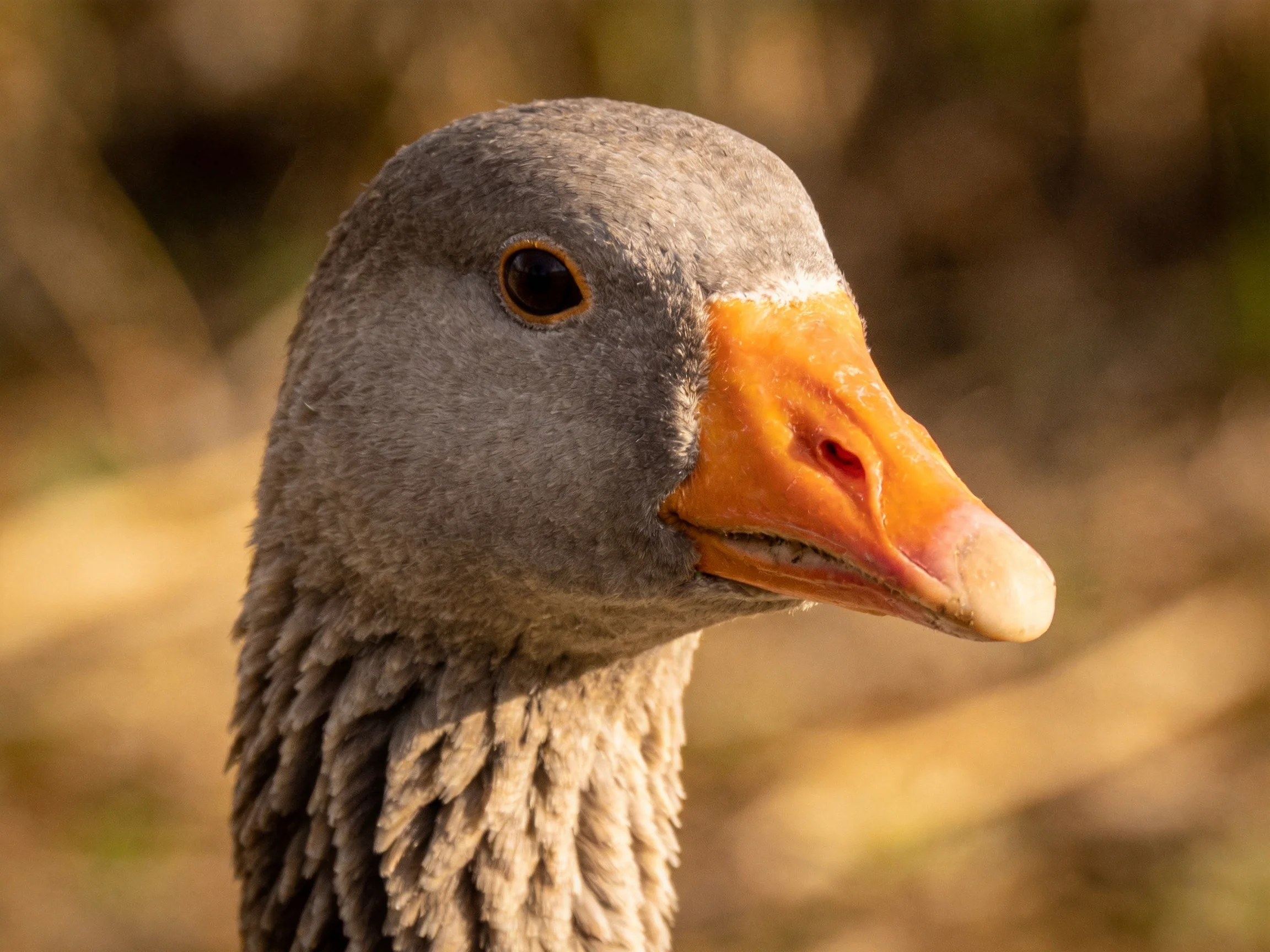 A gray-feathered goose with a vibrant orange beak in close-up