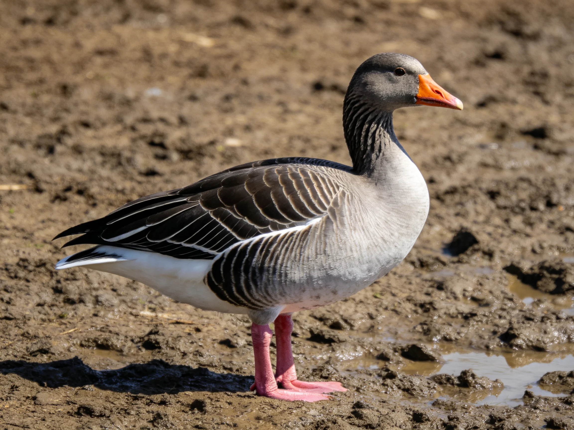 A gray-feathered goose with an orange beak on muddy terrain
