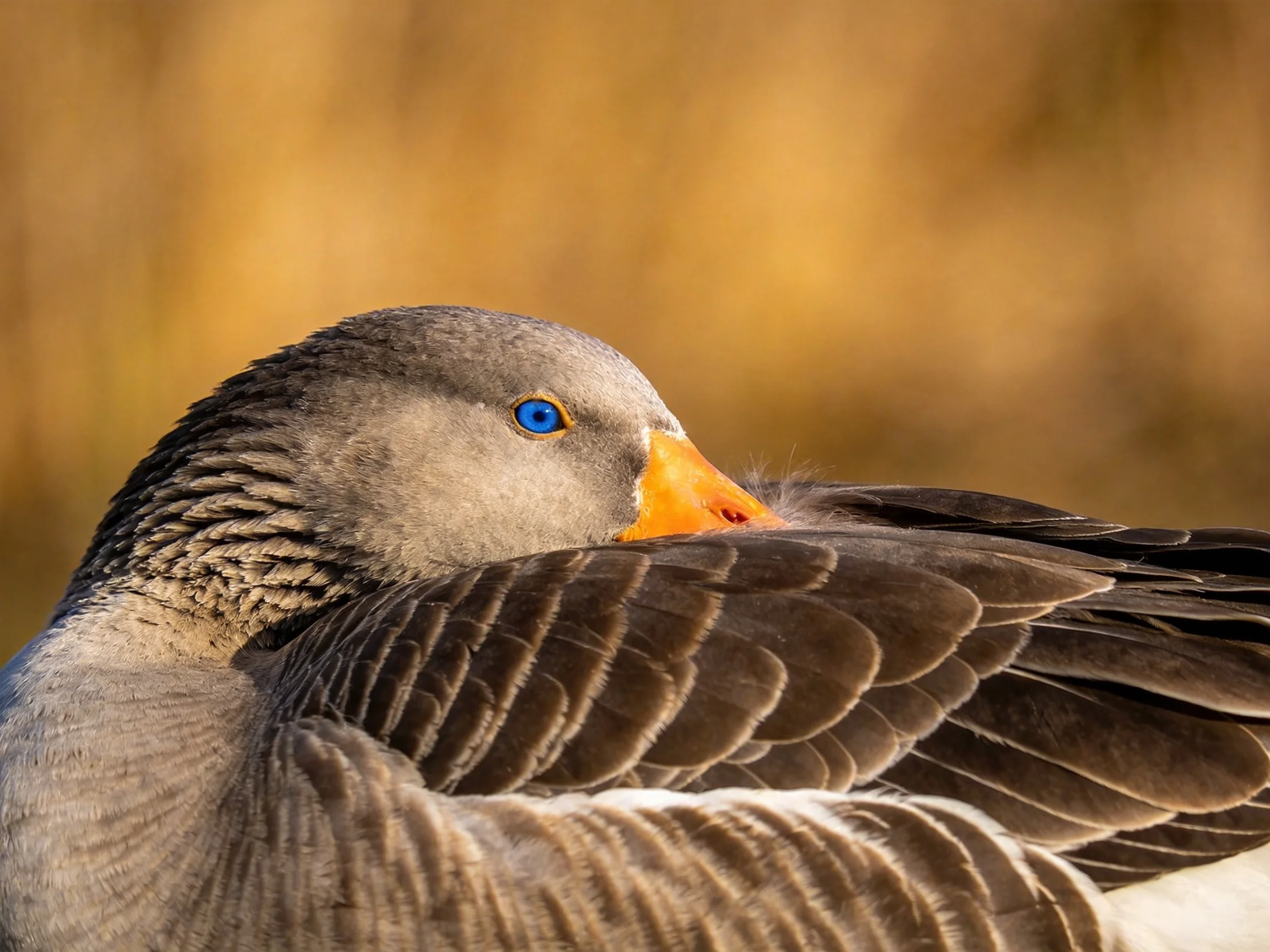 A gray-feathered goose with bright blue eyes rests against dark brown wings