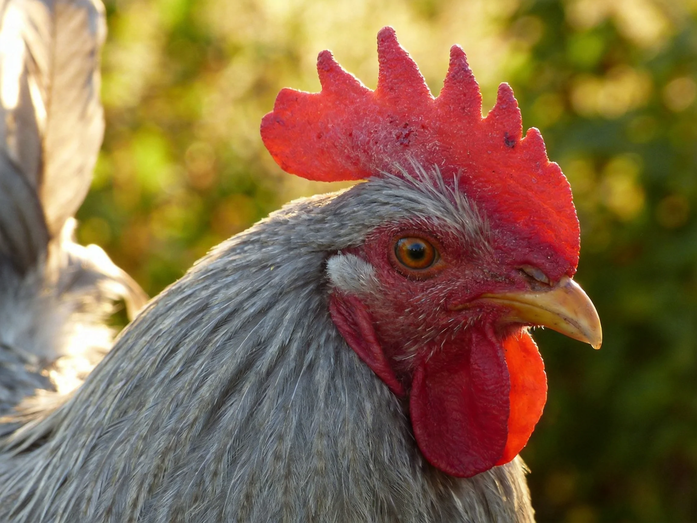 A gray-feathered rooster with vibrant red comb and wattle in natural light