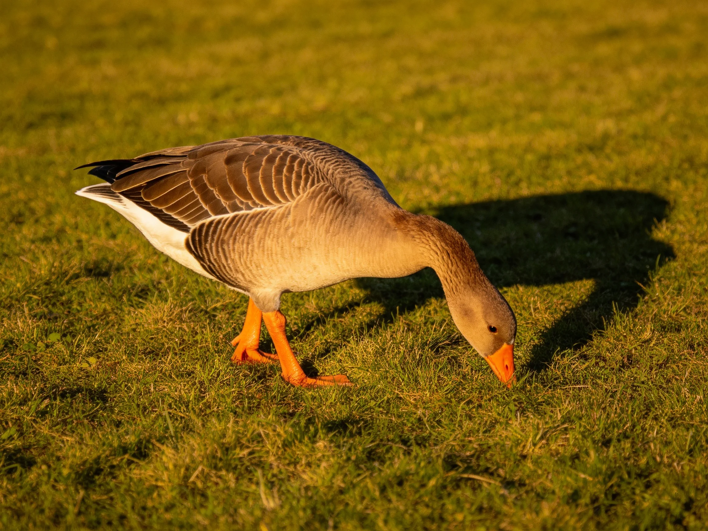 A gray goose forages on lush green grass during golden hour
