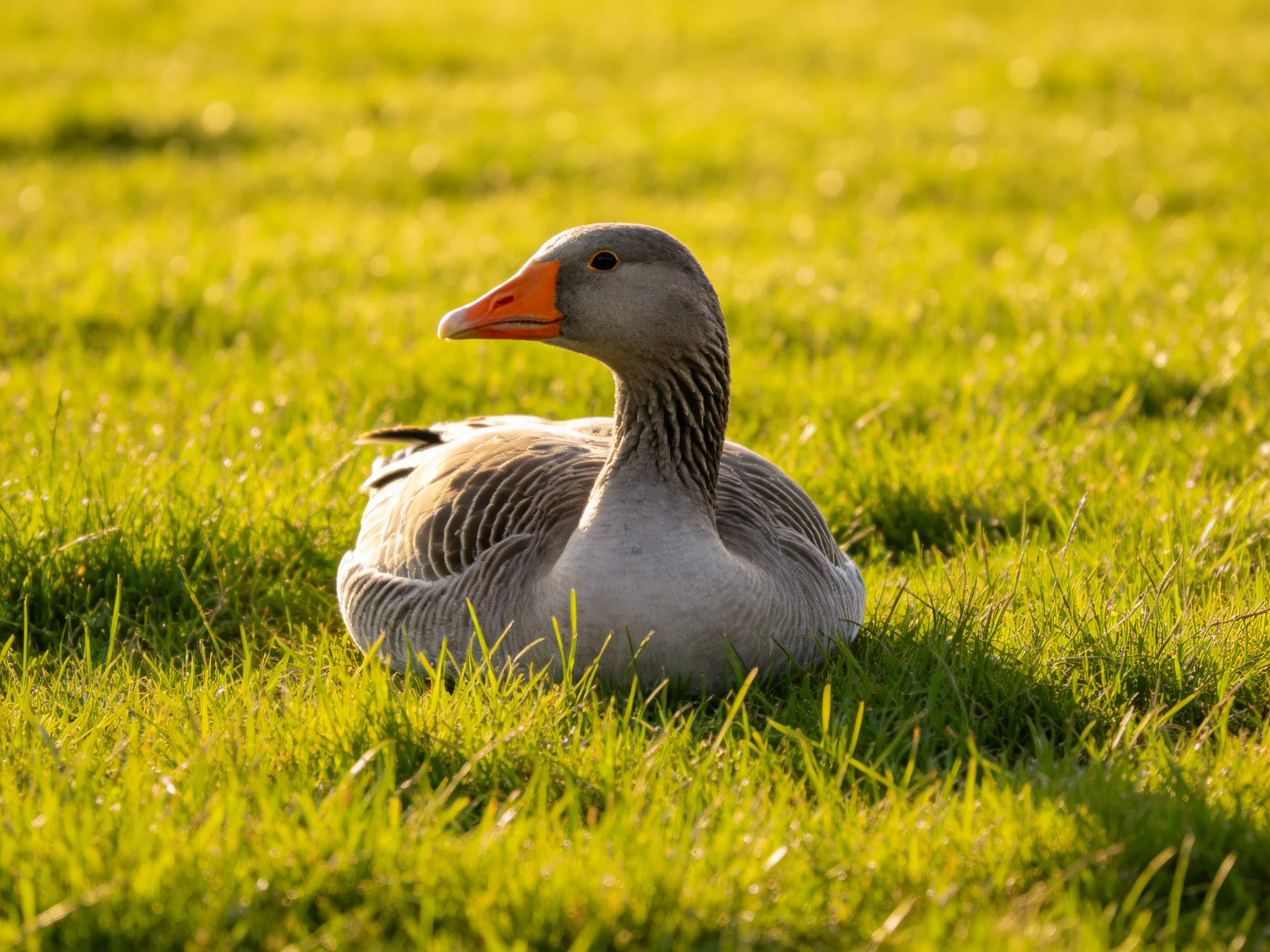 A gray goose rests on lush green grass in golden sunlight