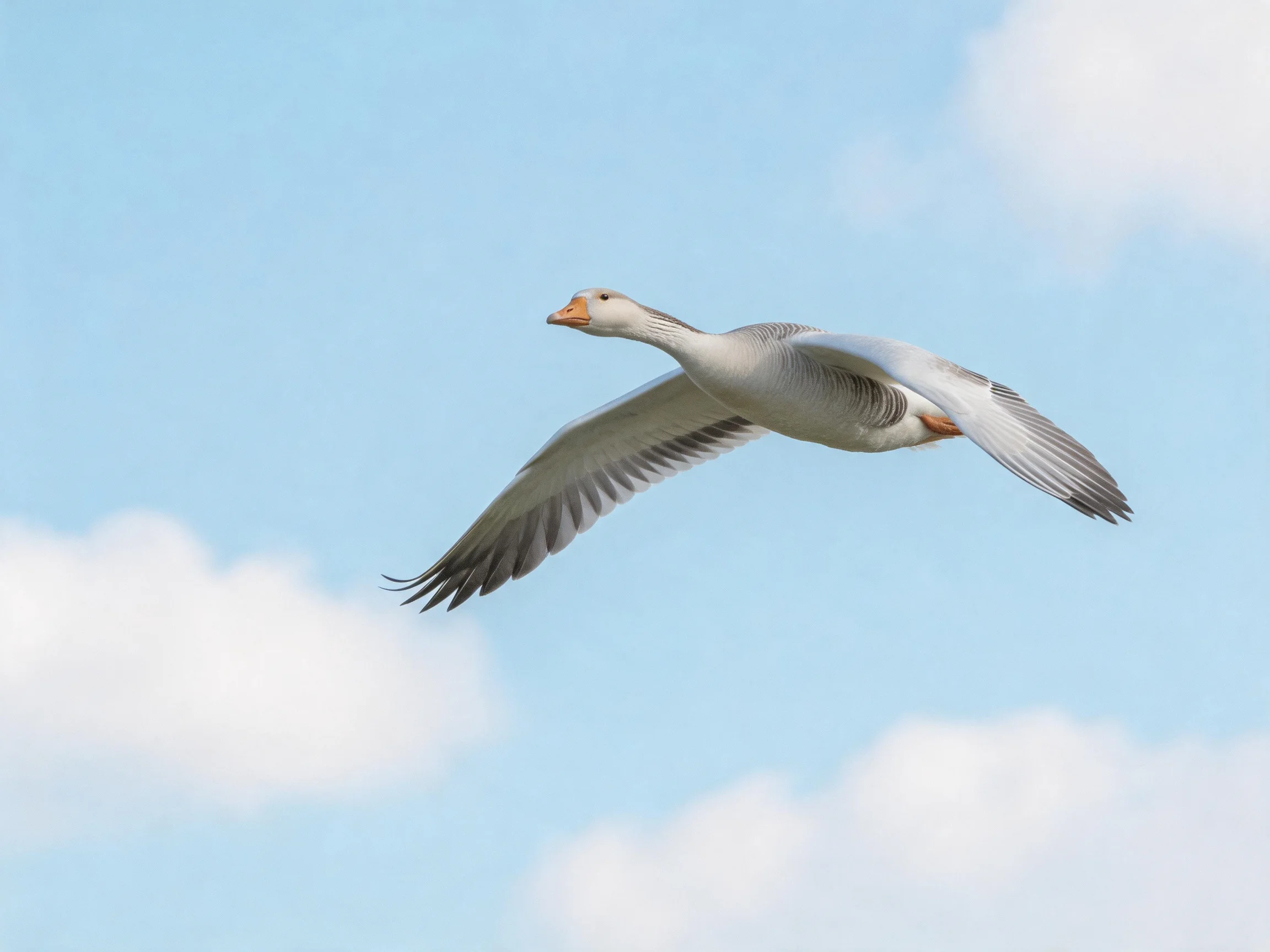 A gray goose soars through a clear blue sky with white clouds