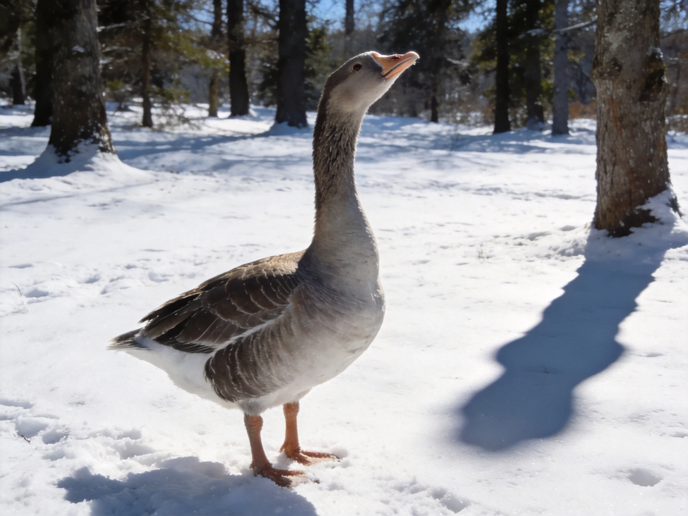 A gray goose stands on snowy ground among tall trees