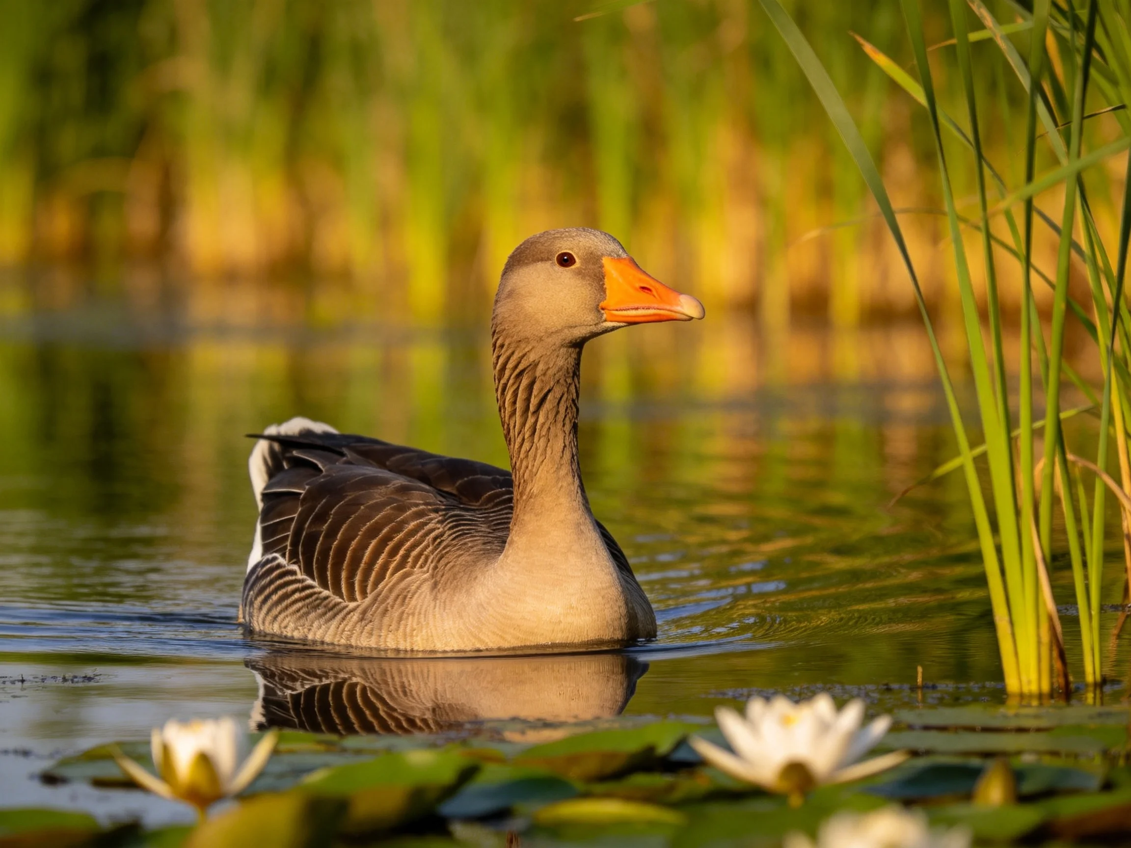 A gray goose swims among water lilies and tall green reeds by calm waters