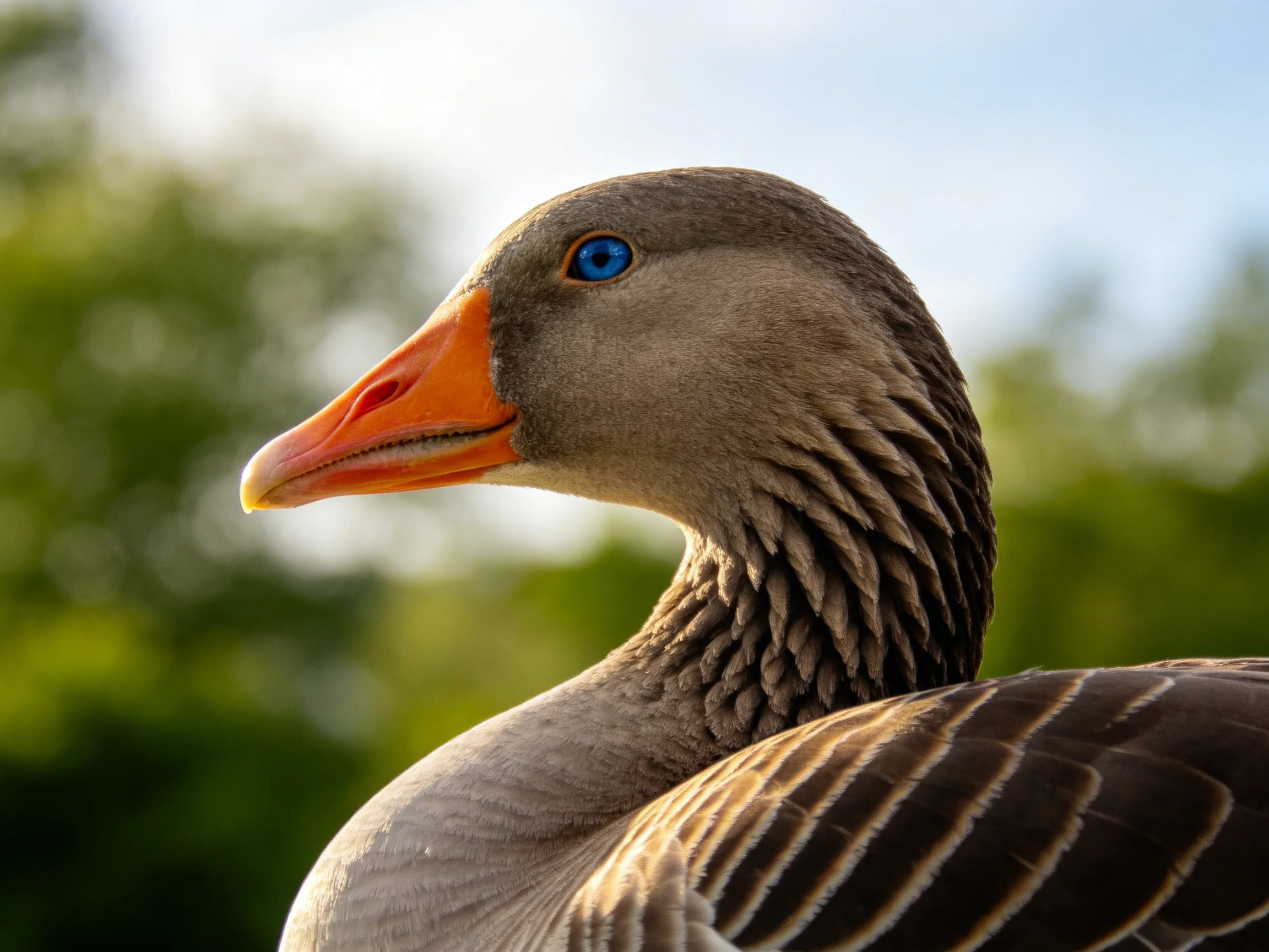 A gray goose with an orange beak and blue eye in a sunlit outdoor setting