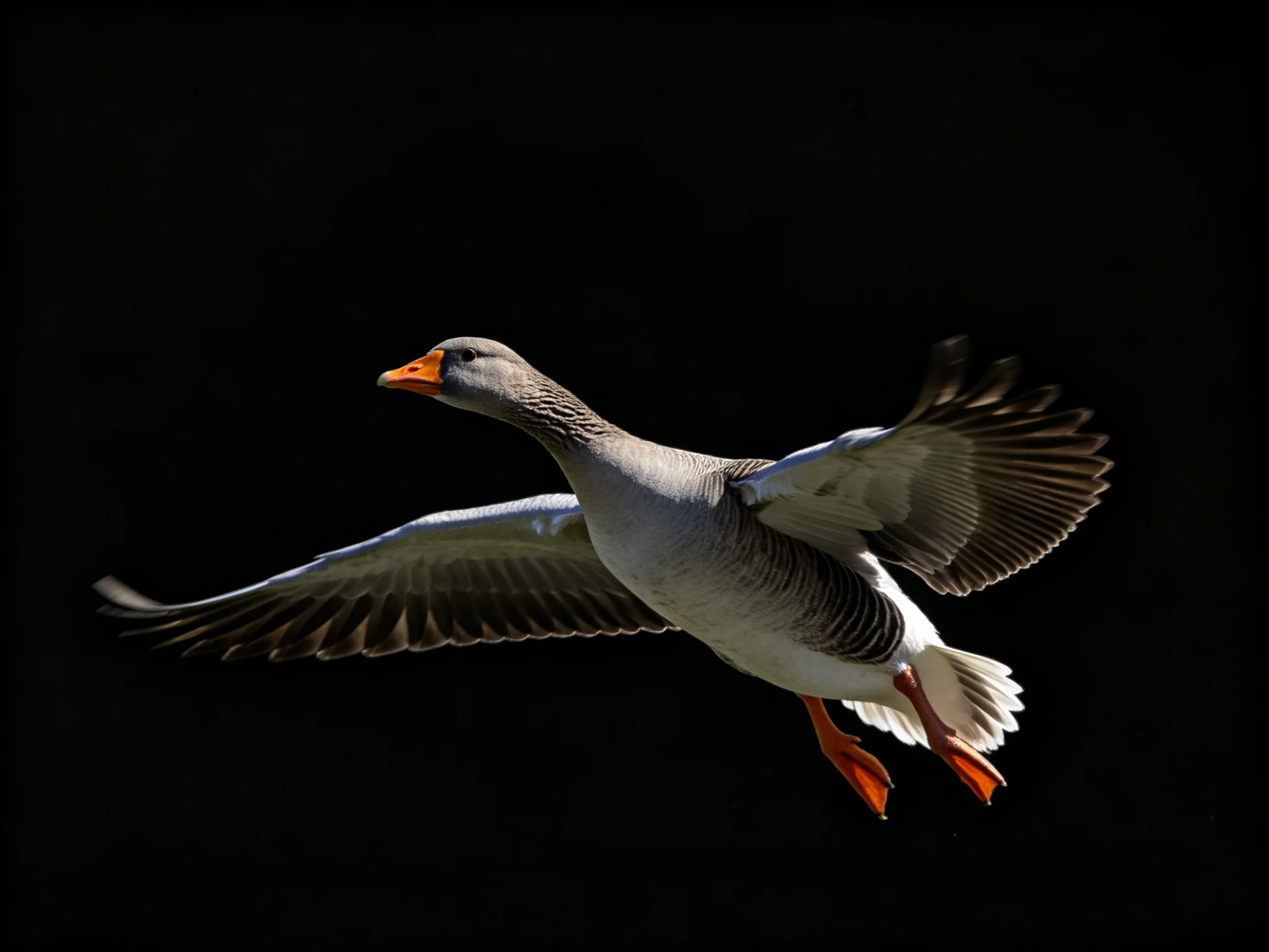 A gray goose with an orange beak flies with outstretched wings