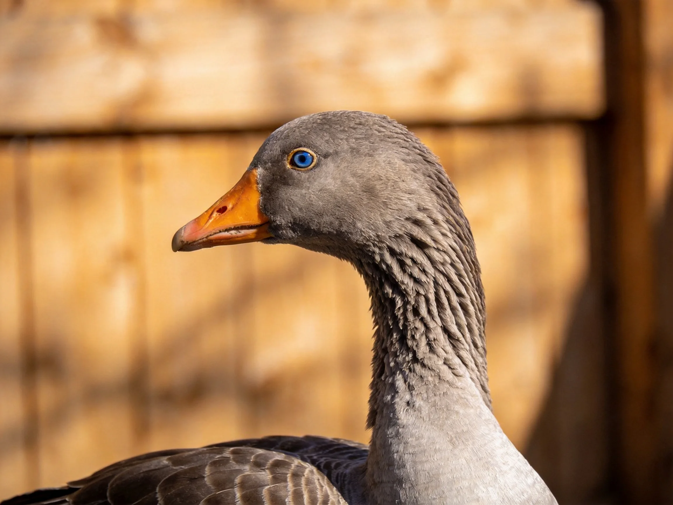 A gray goose with an orange beak near a wooden fence