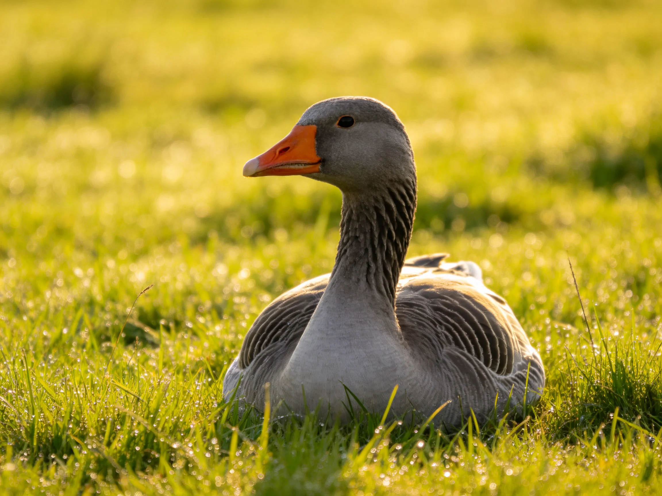 A gray goose with an orange beak rests in sunlit green grass