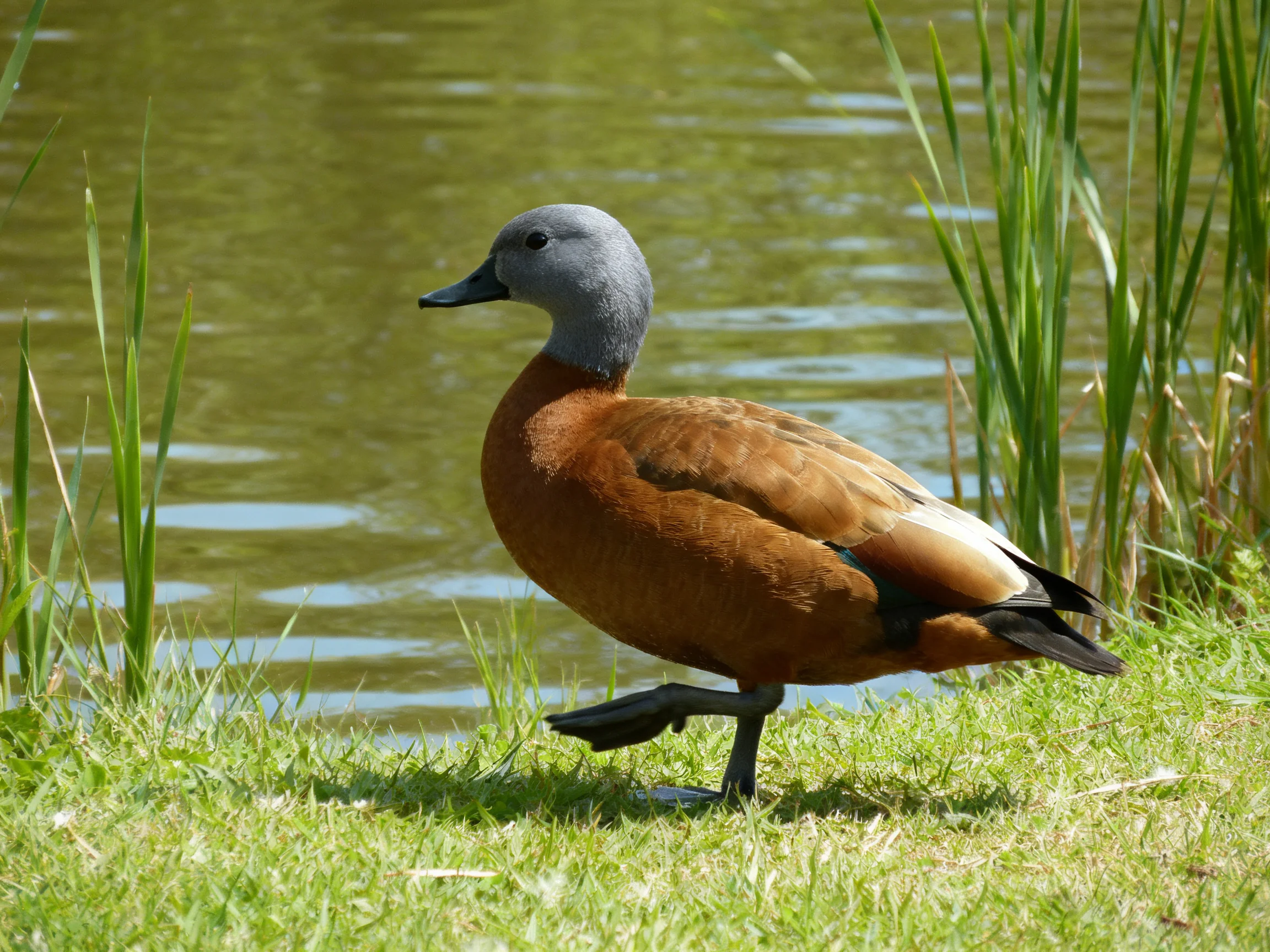 A duck with gray head and brown feathers walks by a body of water.