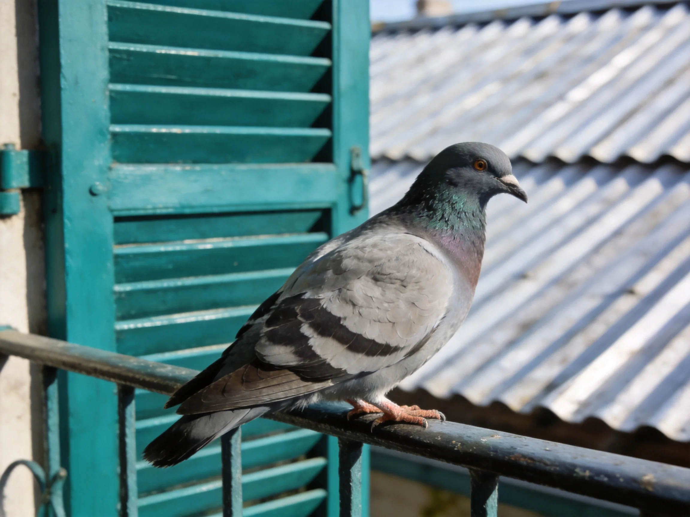 A gray pigeon perches on a dark metal railing beside teal shutters