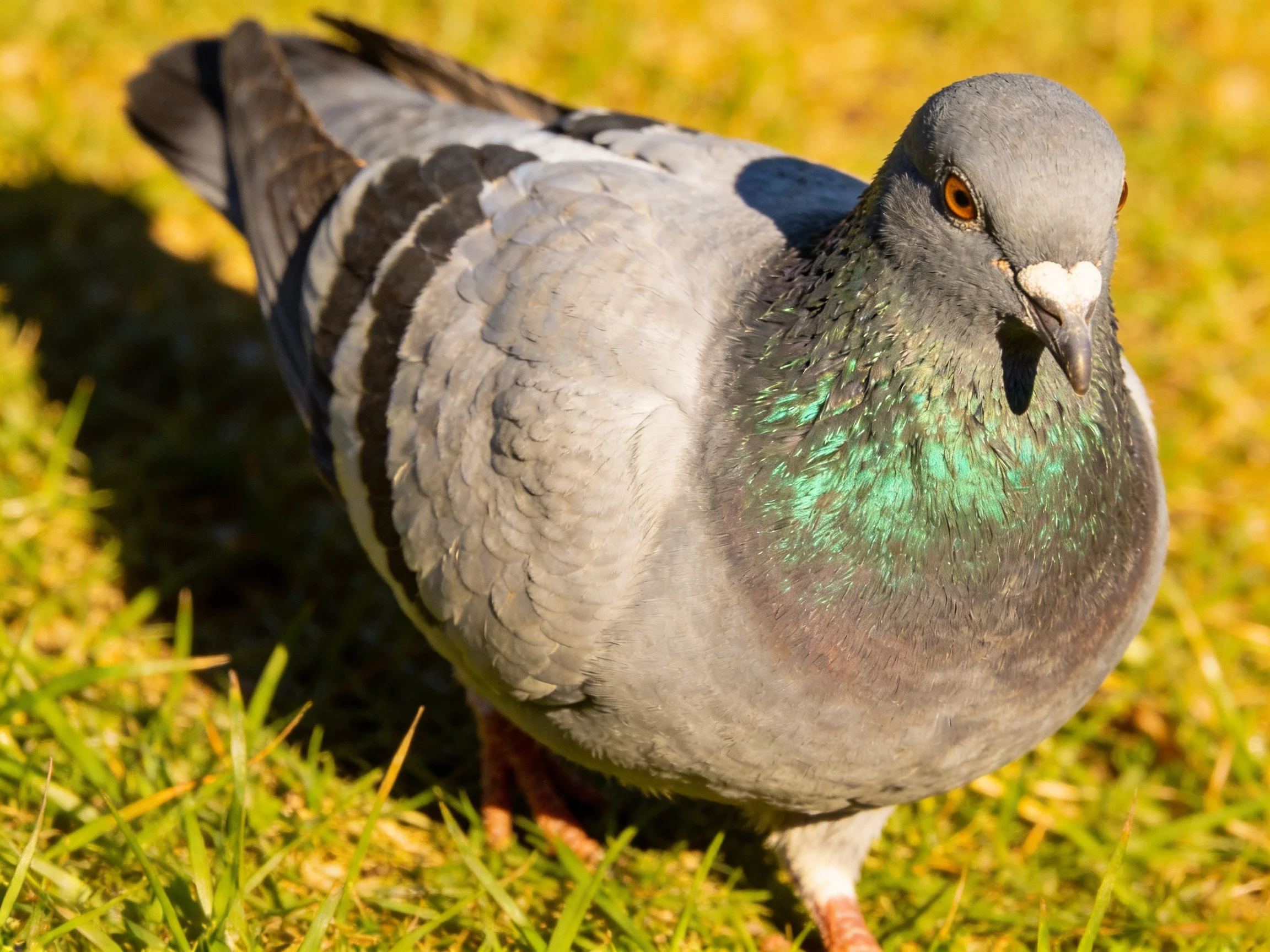 A gray pigeon with green iridescent neck feathers on grass