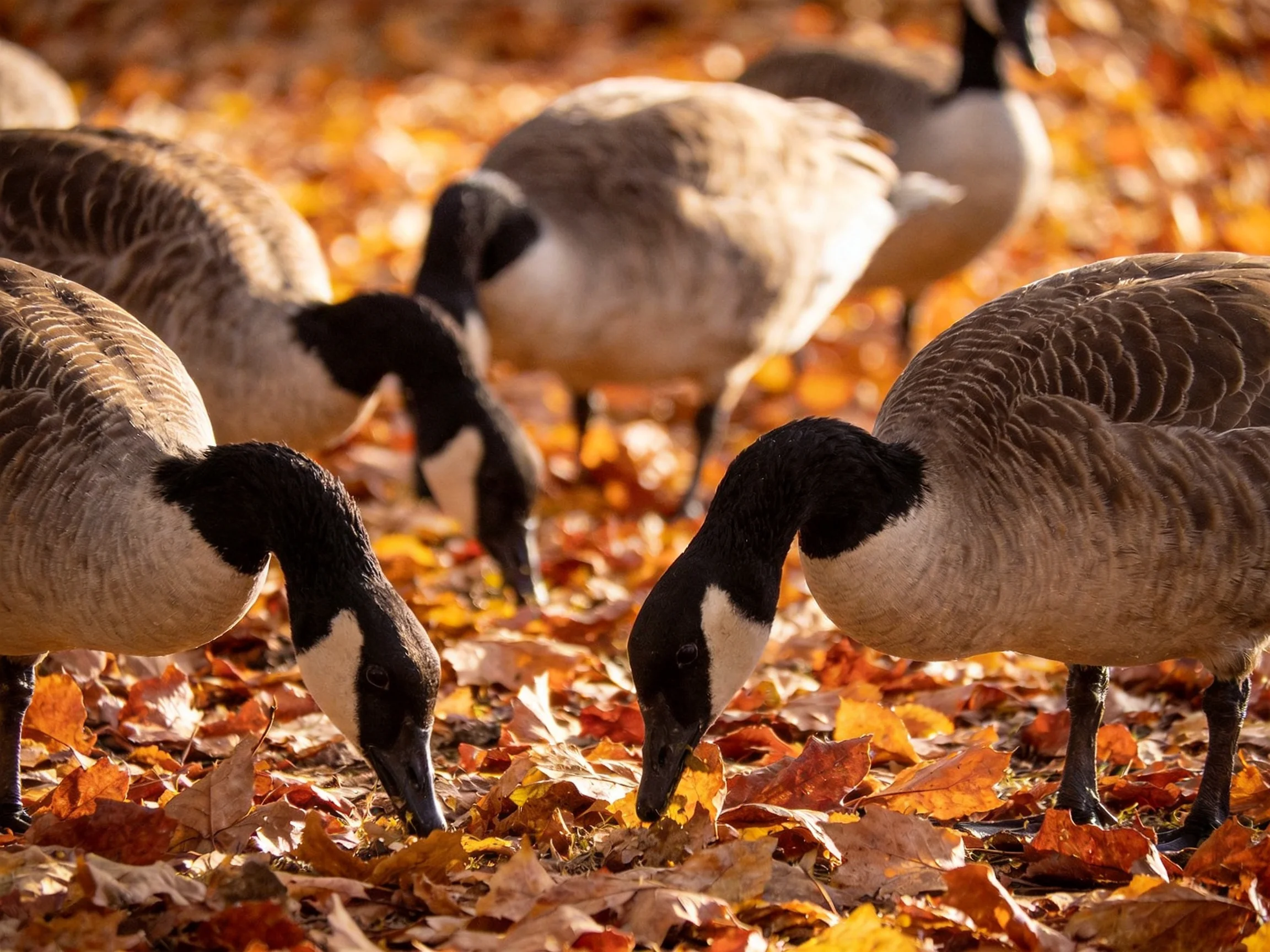 A group of Canada geese pecking at colorful autumn leaves