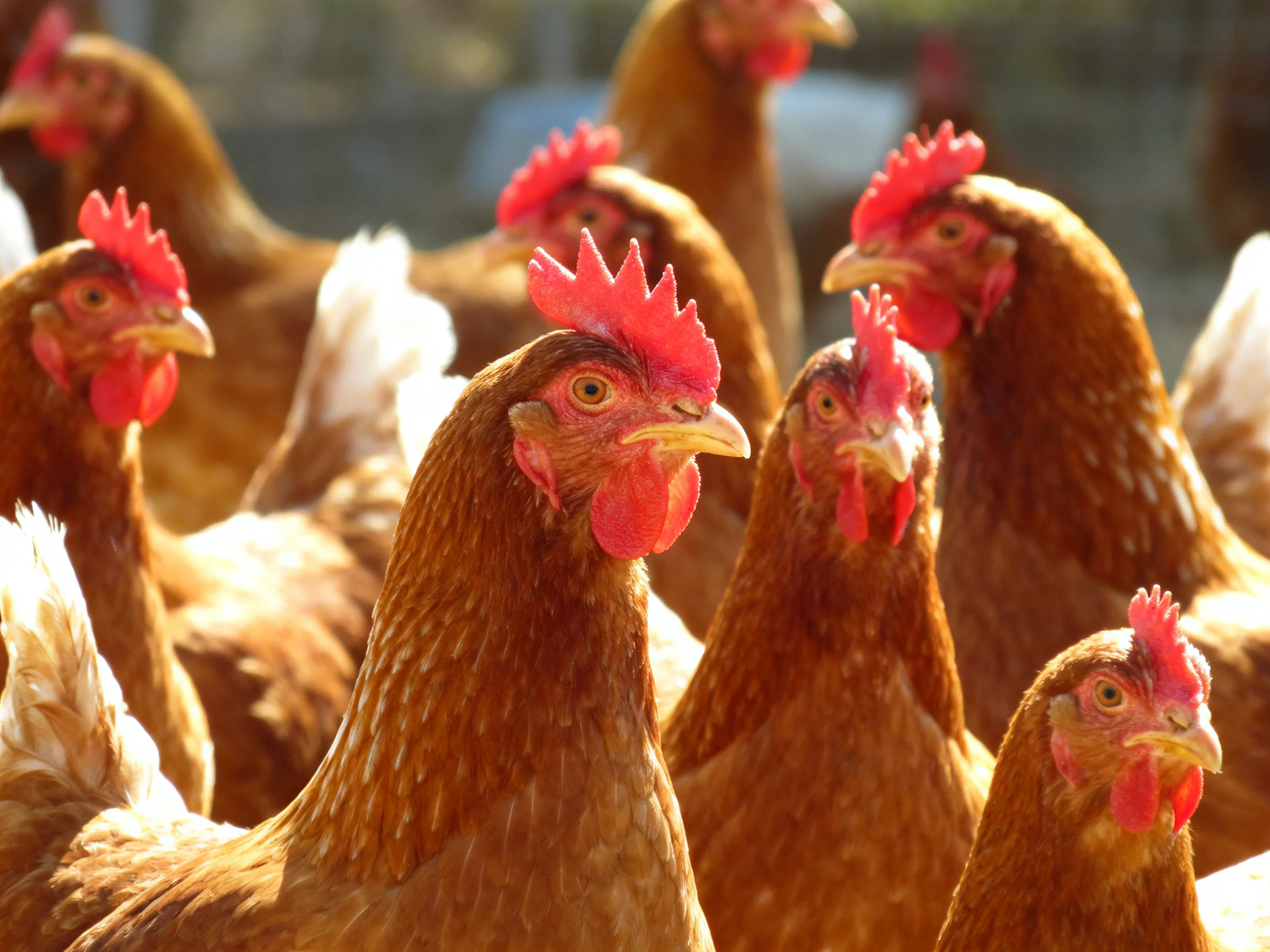 A group of brown hens with vibrant red combs gathered closely