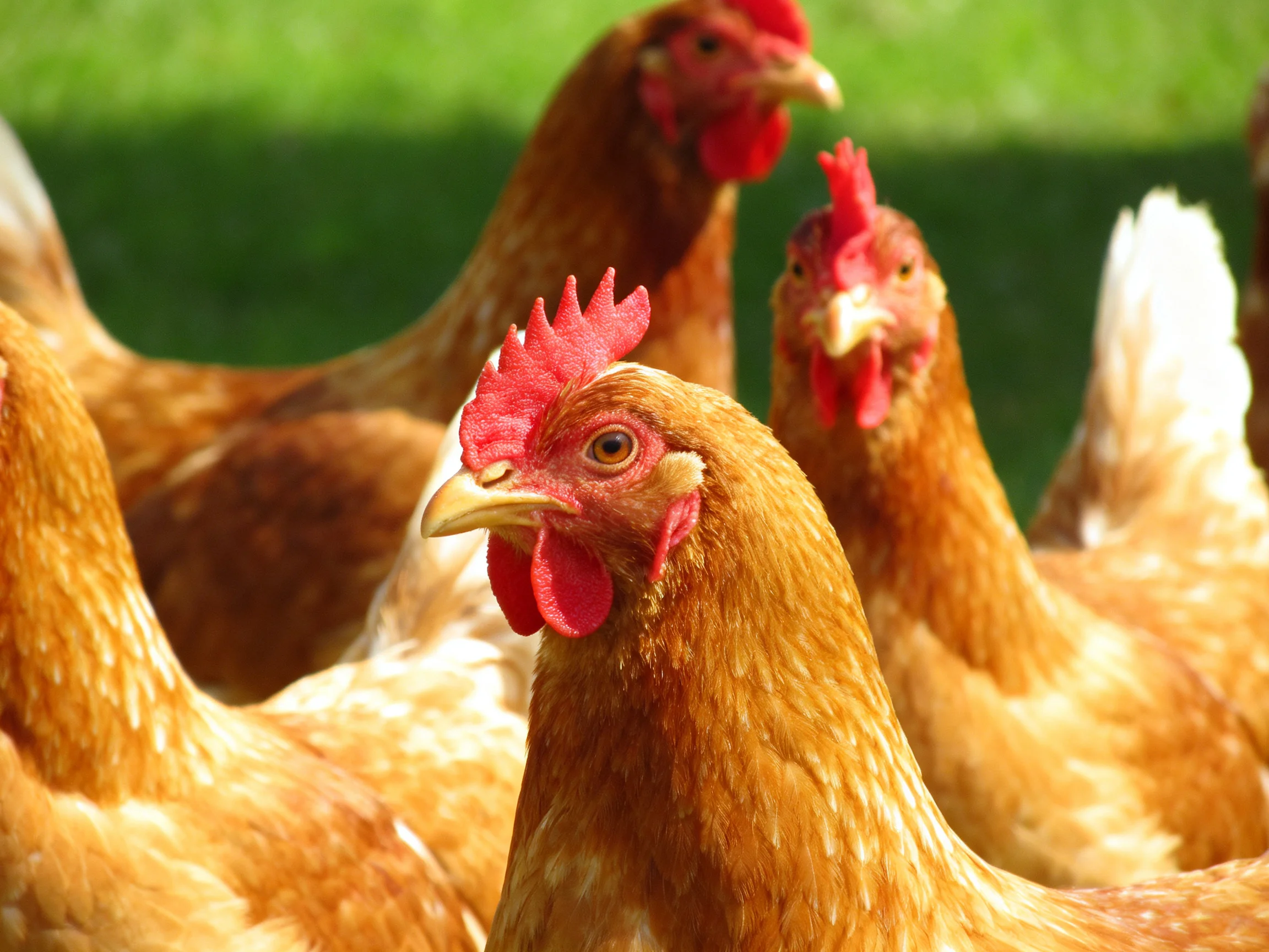 A group of brown hens with vibrant red combs gathered outdoors