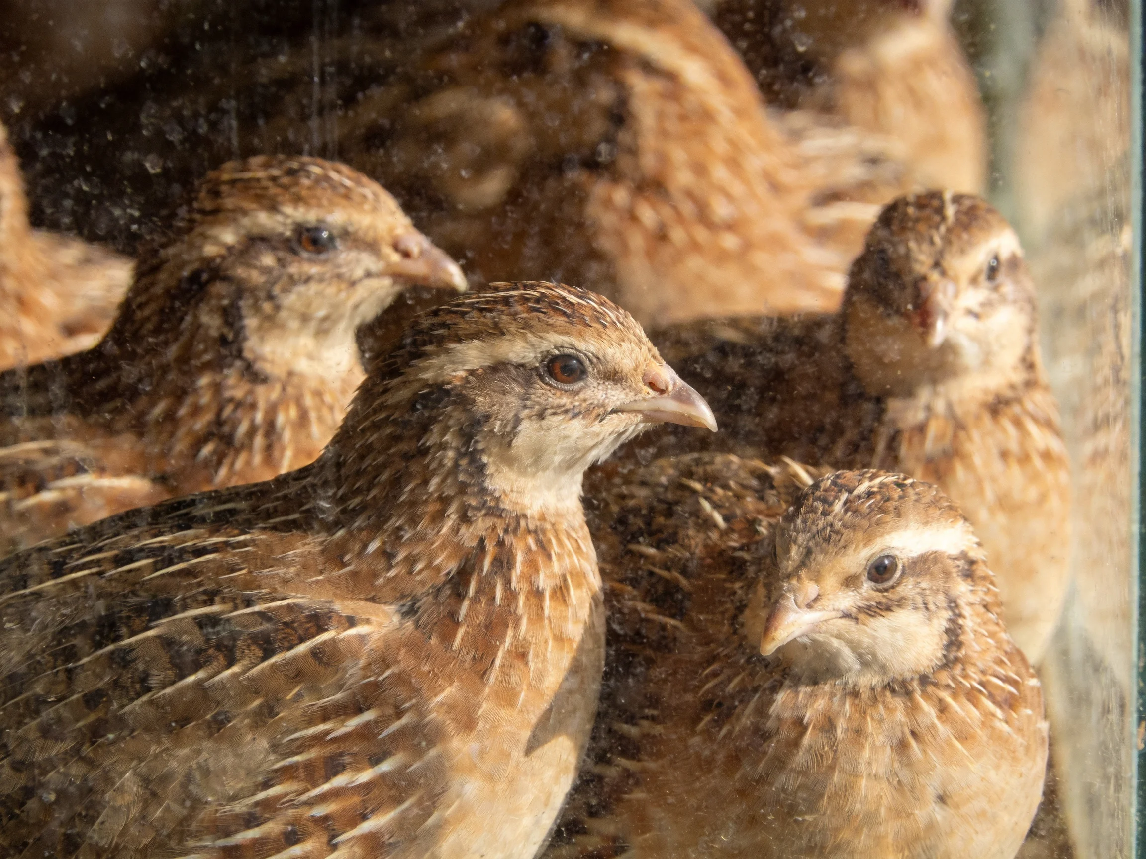 A group of brown-speckled quail clustered closely together