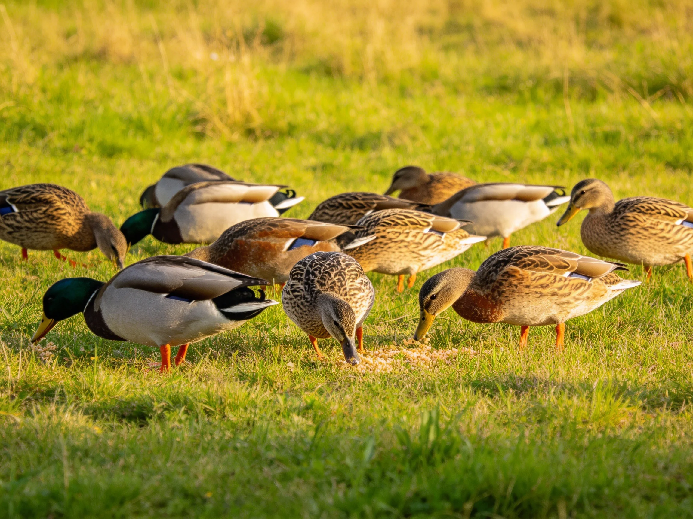 A group of ducks with diverse plumages foraging on sunlit grass