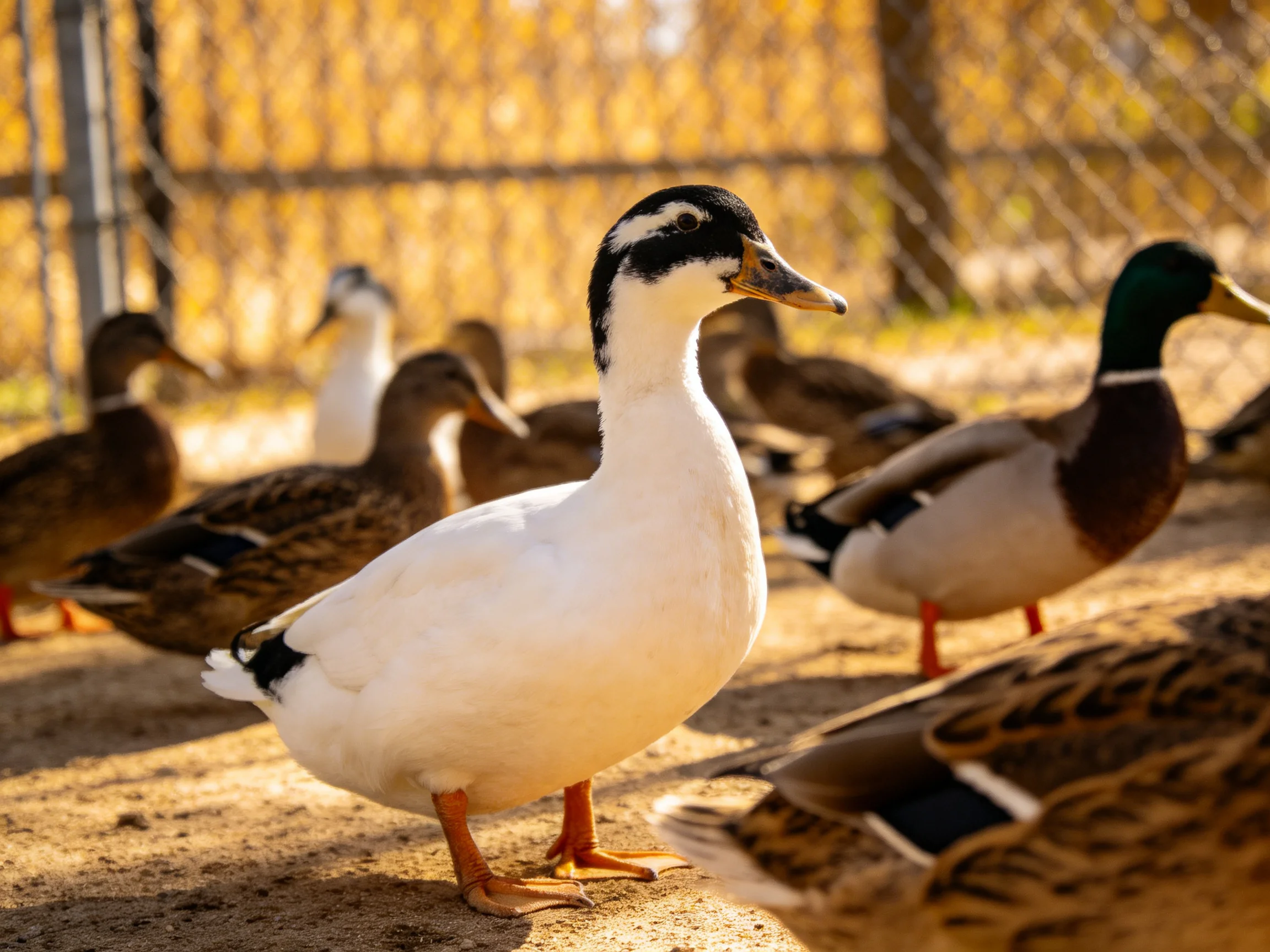 A group of ducks with varied plumages near a wire fence