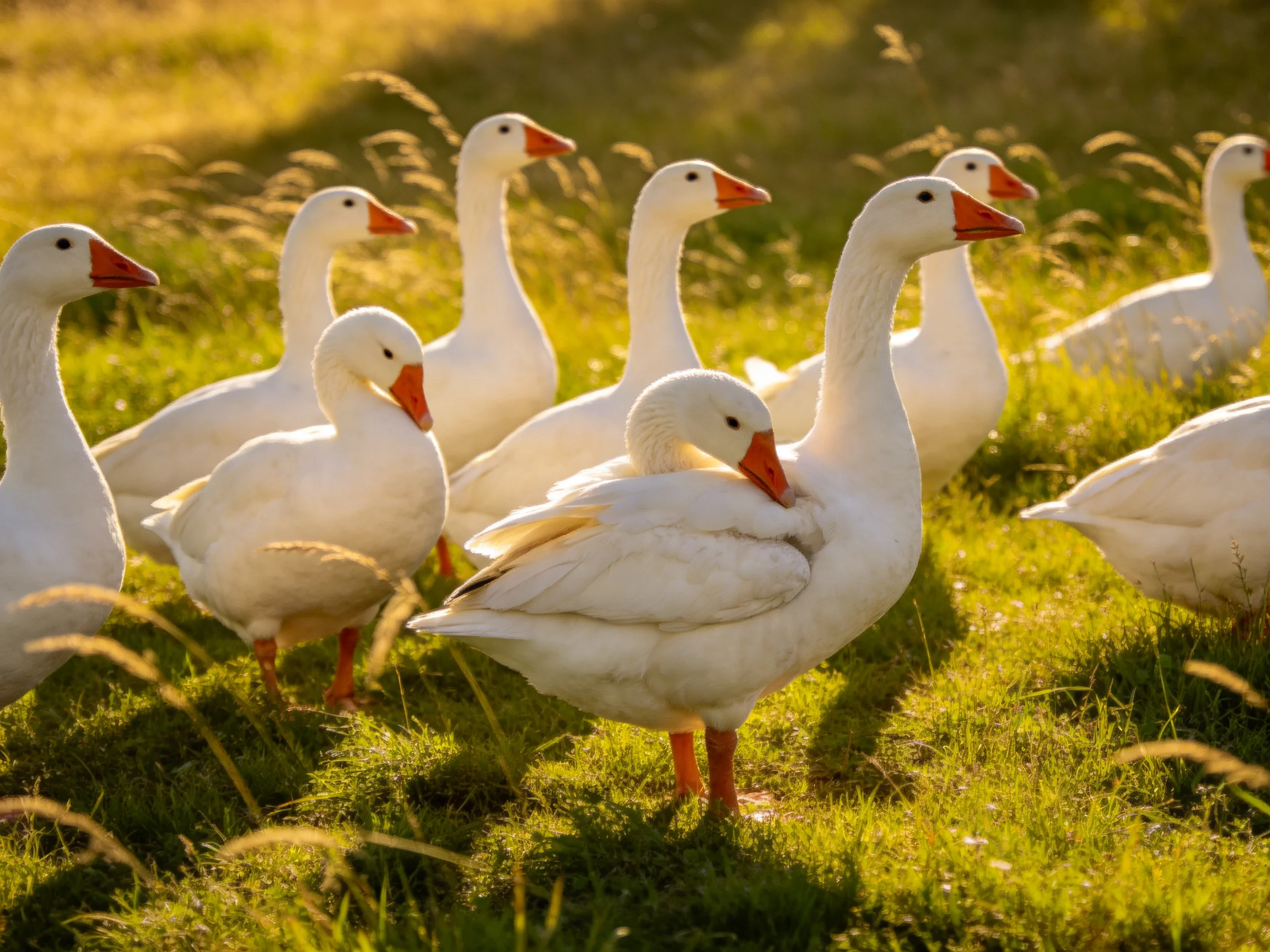 A group of white geese with orange beaks in a sunlit meadow