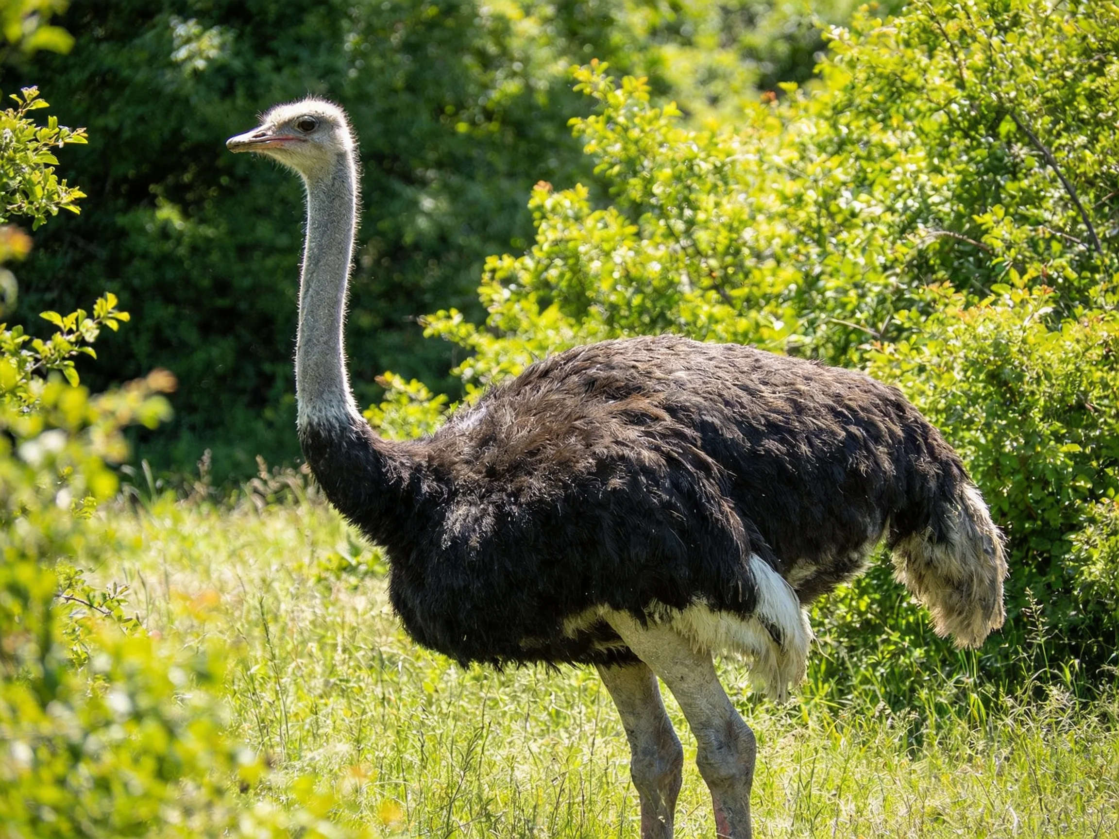 A large black-feathered ostrich amid lush green foliage