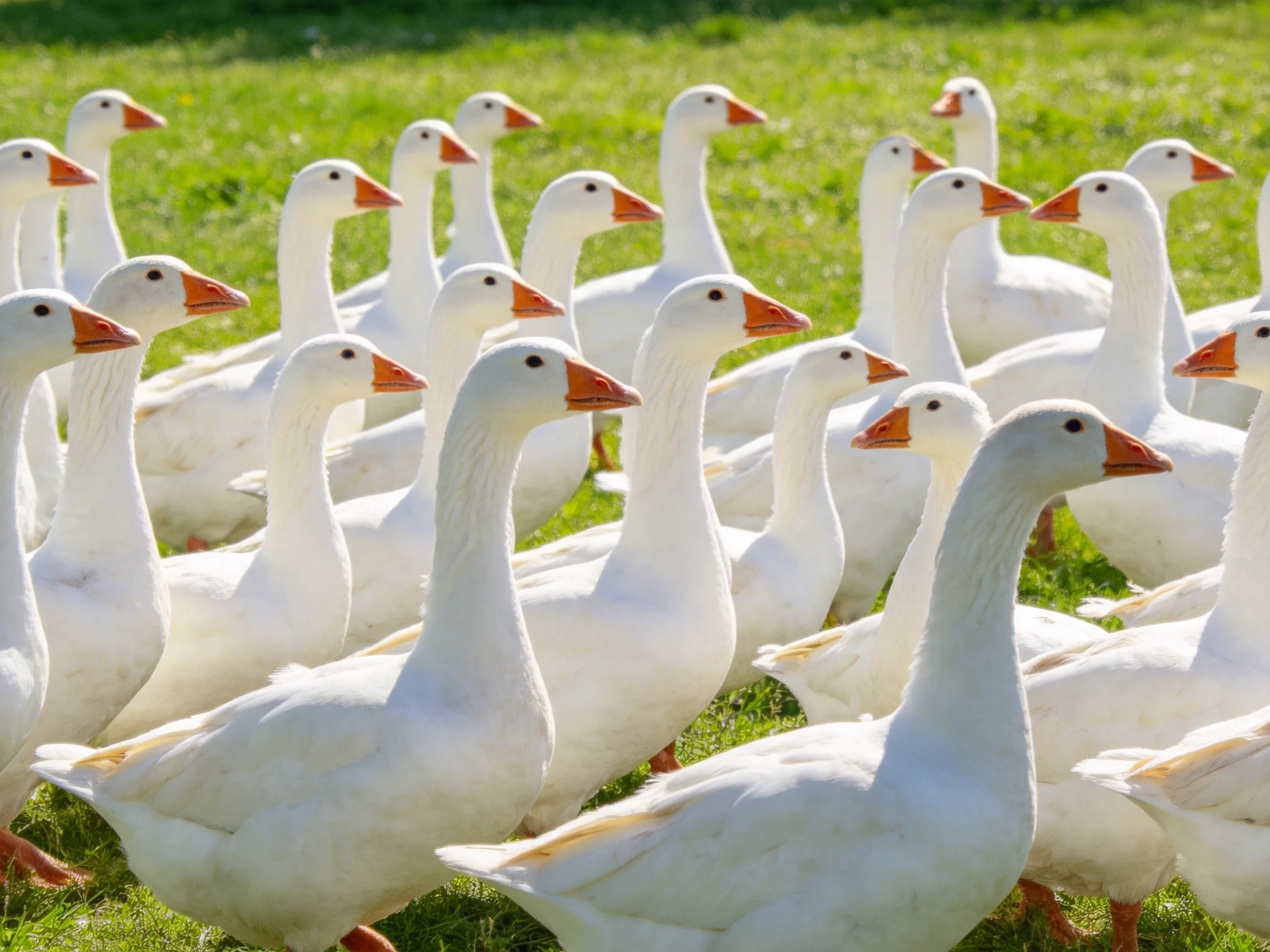 A large group of white geese with orange beaks gathered on green grass