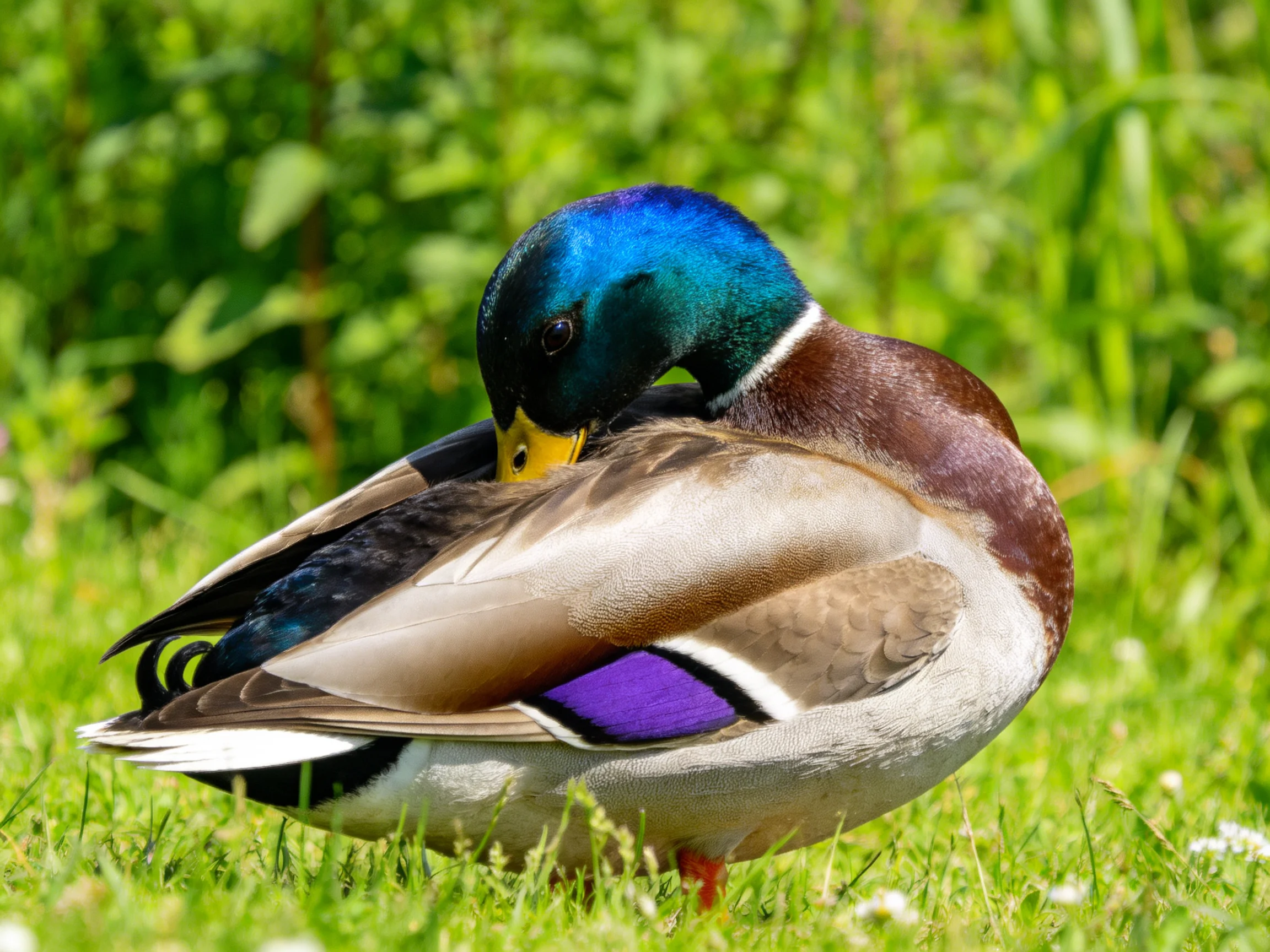 A male mallard duck preening with vibrant blue, brown, and purple plumage