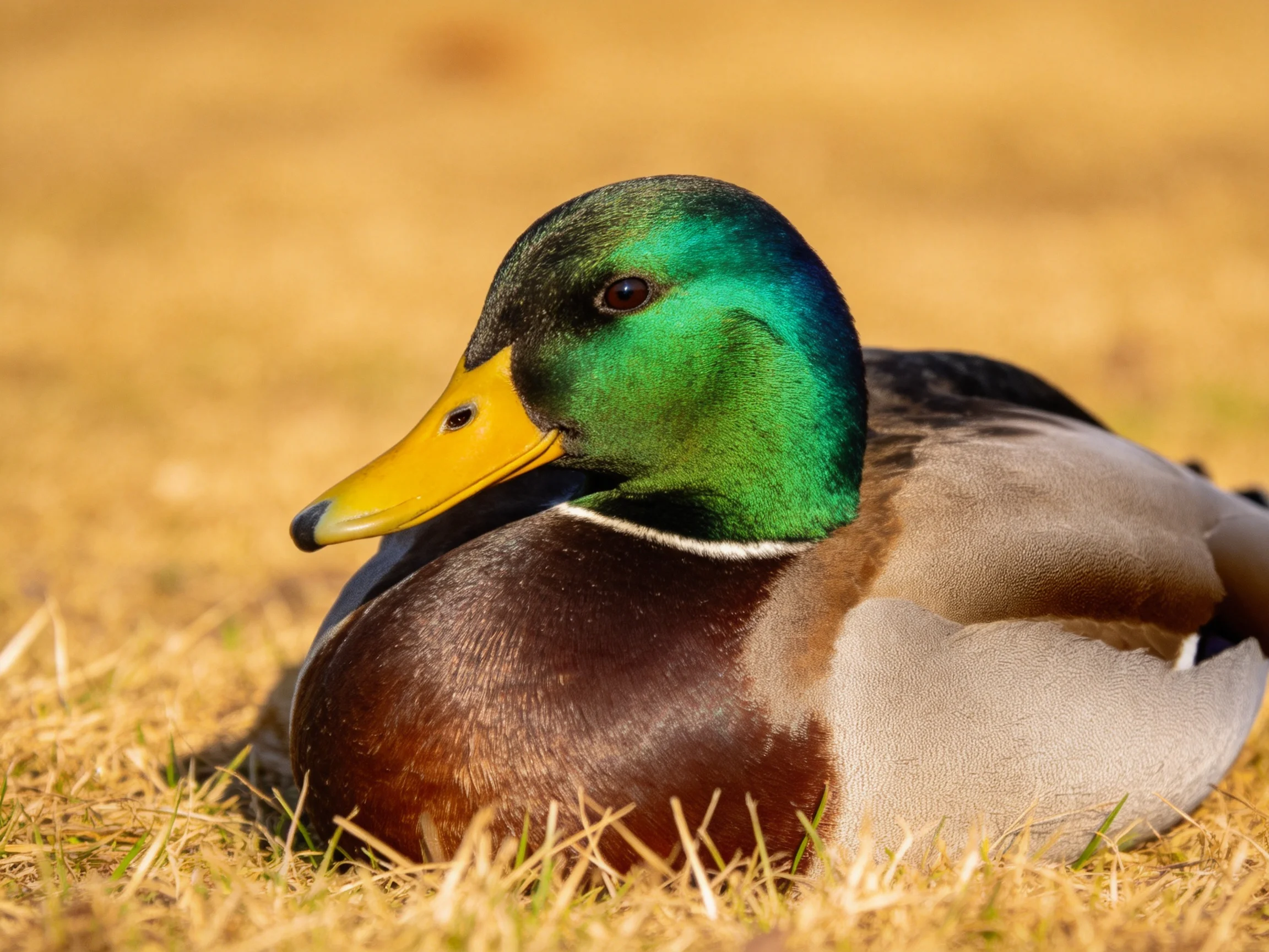 A male mallard duck resting on golden-brown grass with iridescent green head